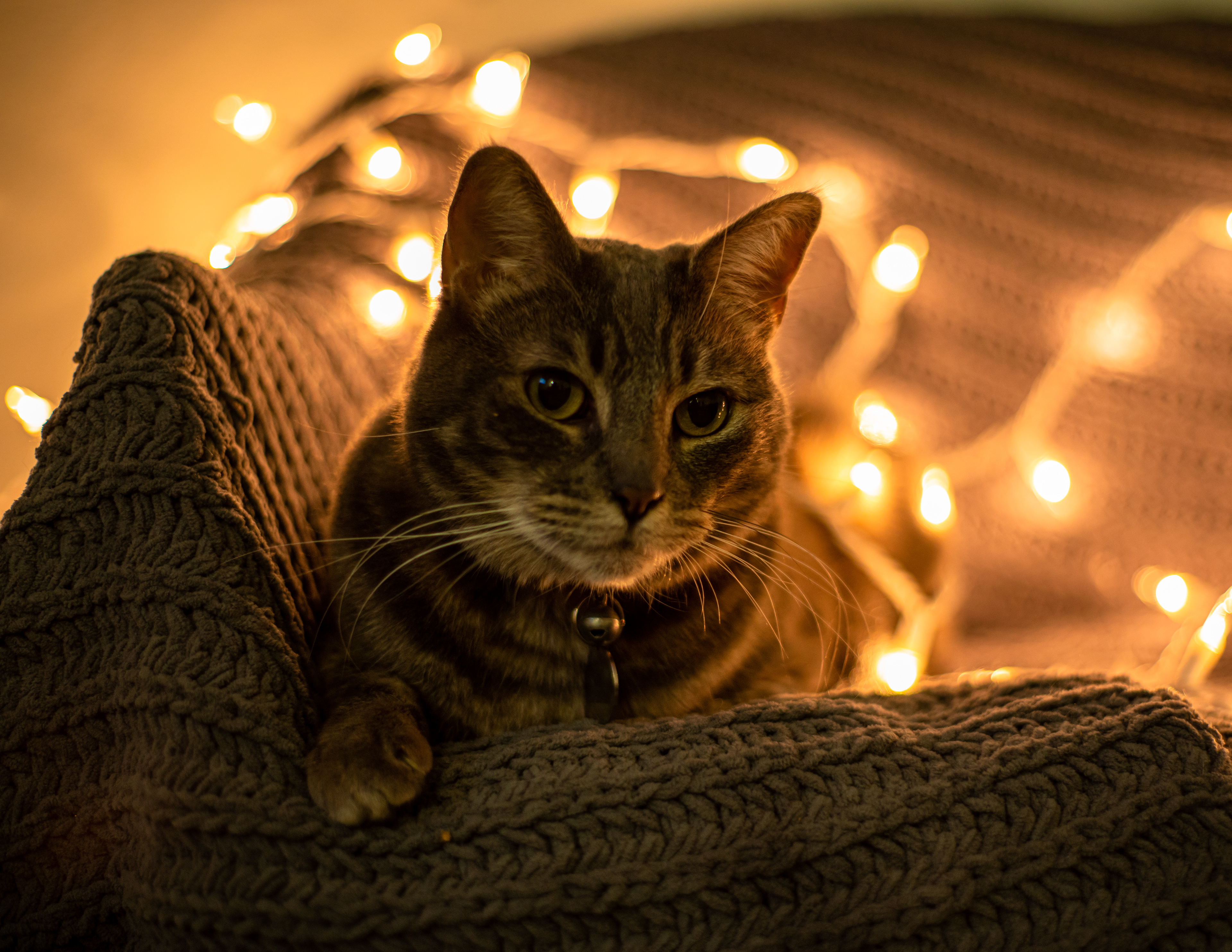 Shot On: Sony A7RIII