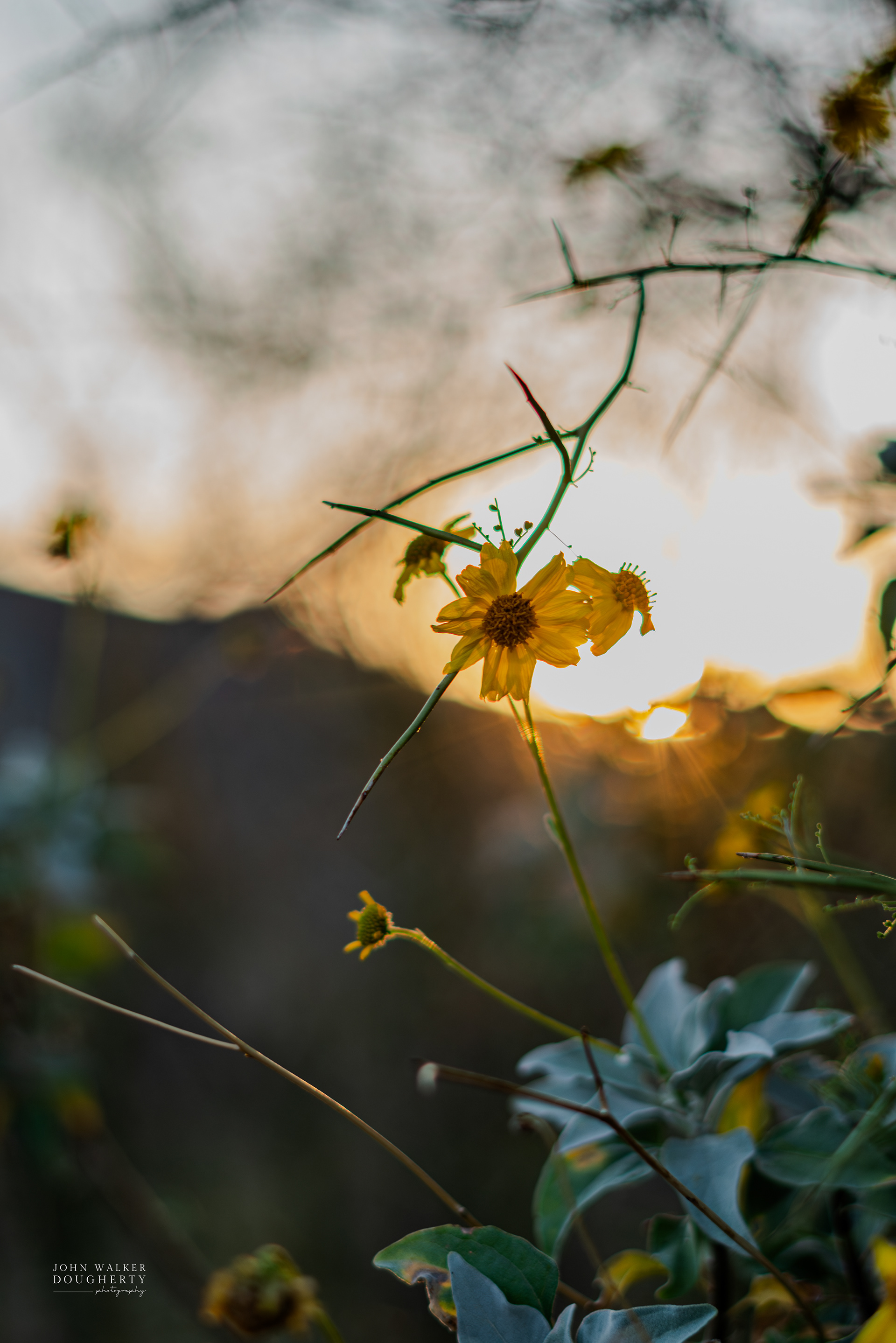 Shot On: Sony A7RIII