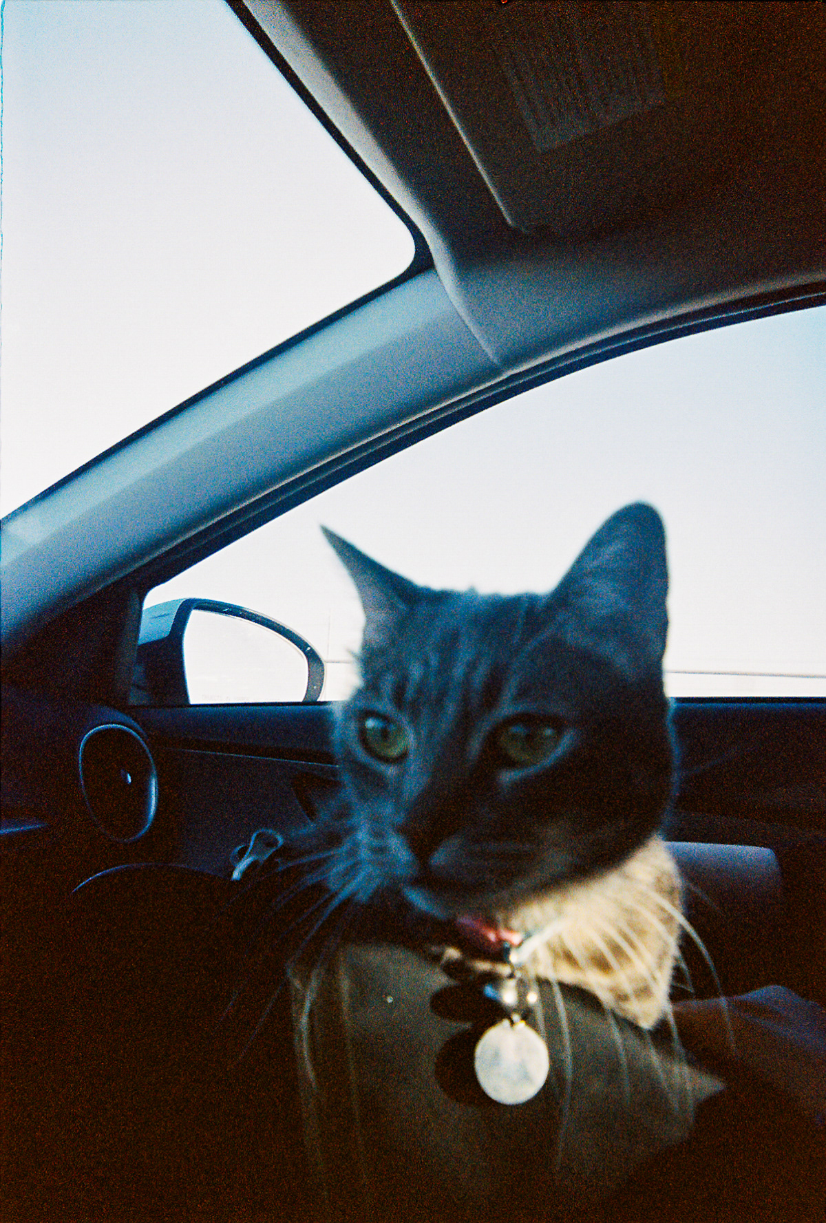 Shot On: Kodak Disposable 