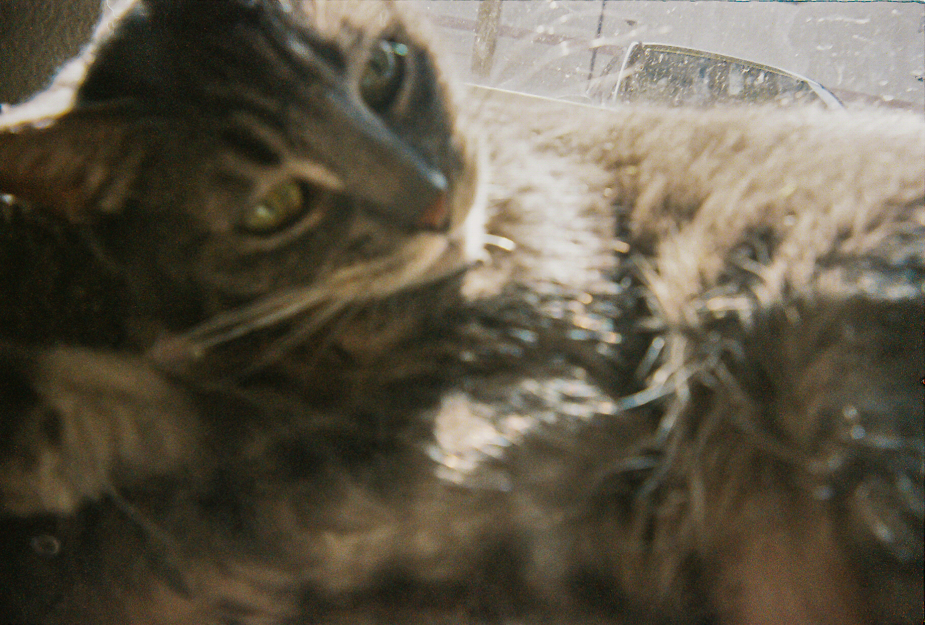 Shot On: Kodak Disposable 