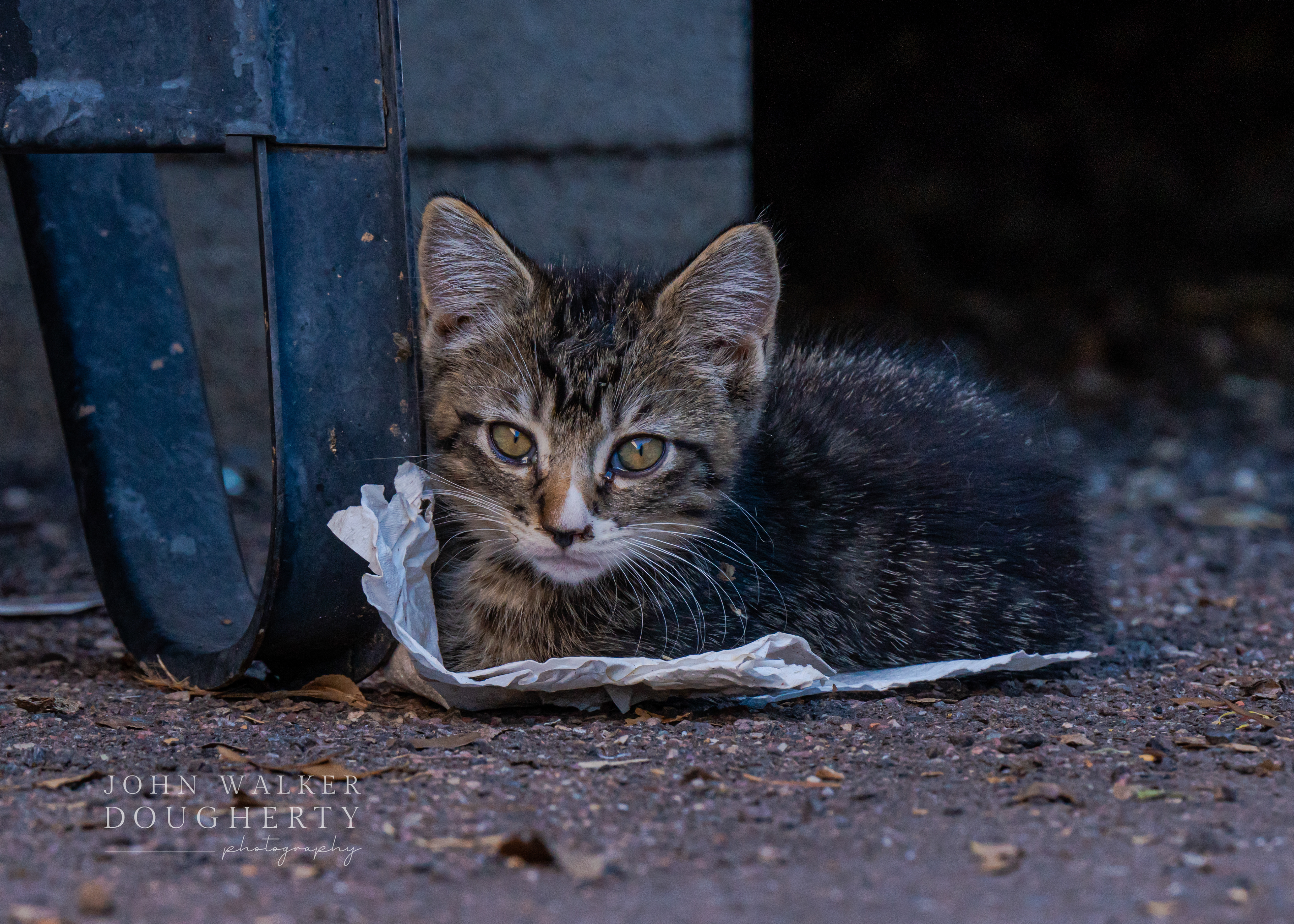 Shot On: Sony A7RIII