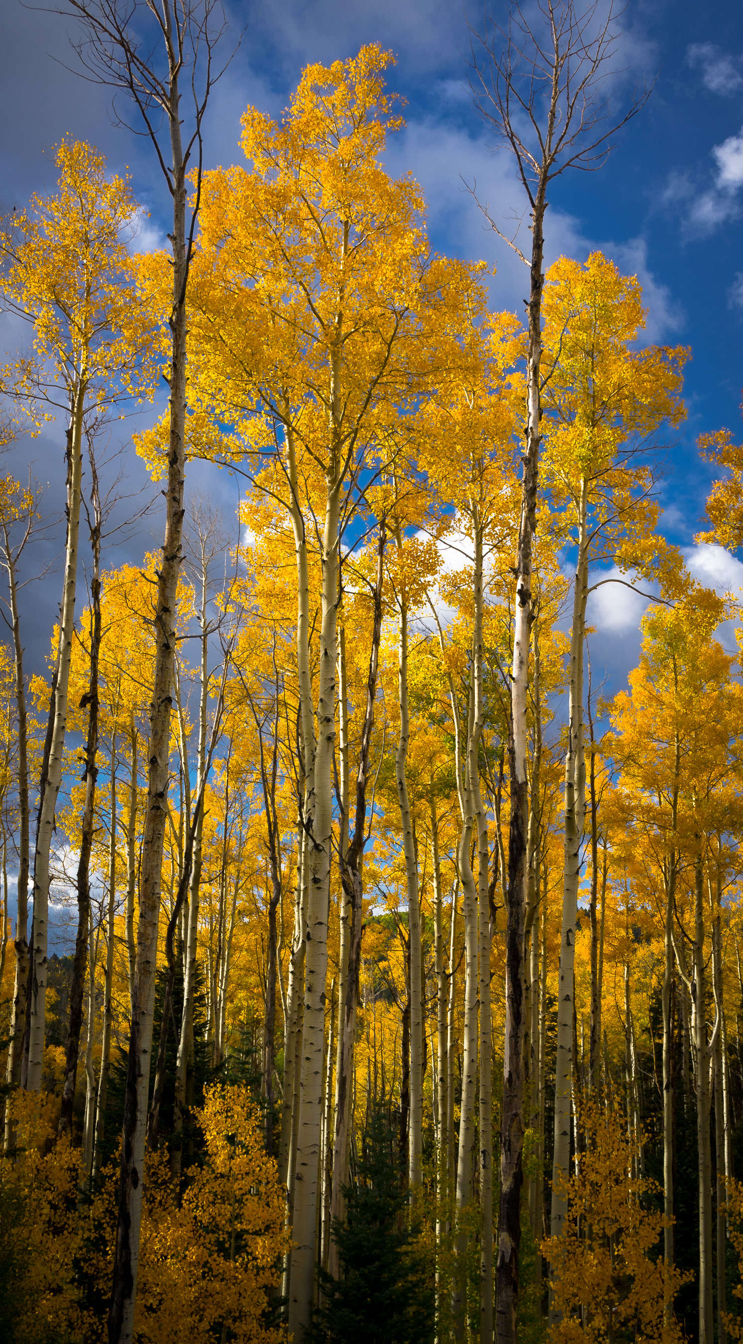 New Mexico