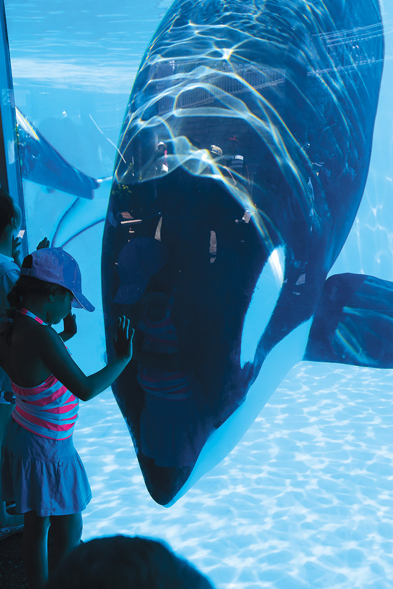 Killer whale in captivity.