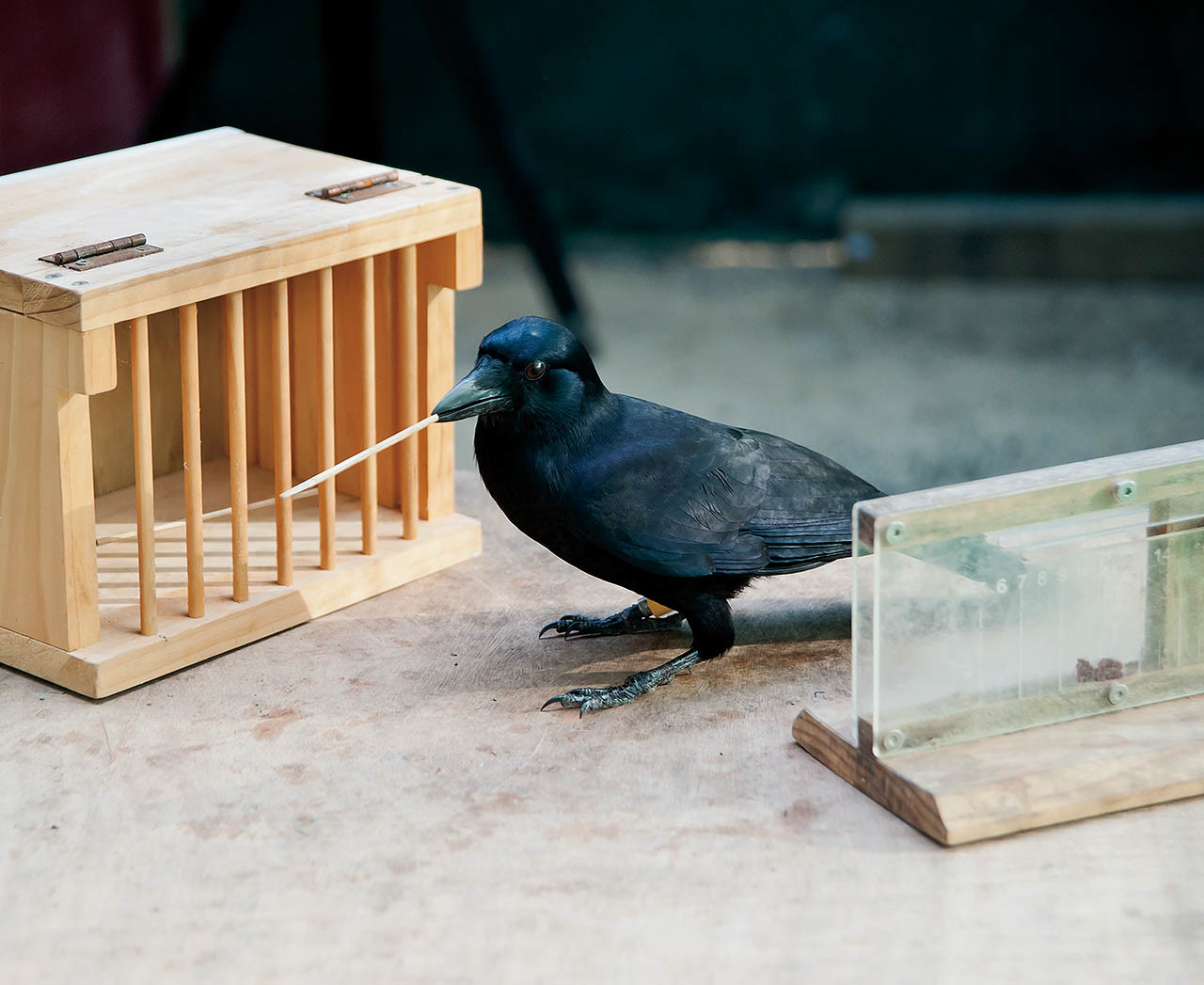 A crow using a short tool ...