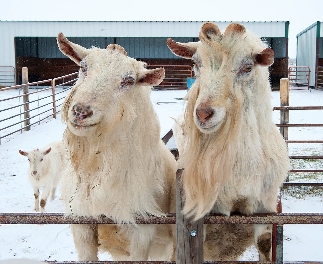 Goats implanted with spider DNA.