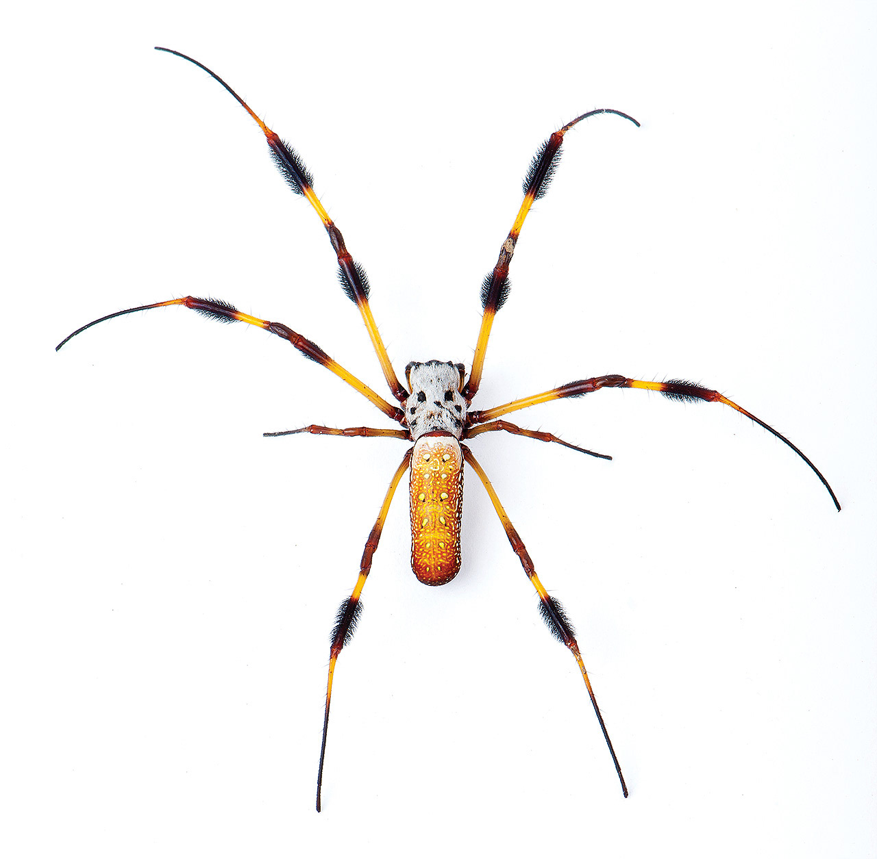 The Golden Orb Weaver.