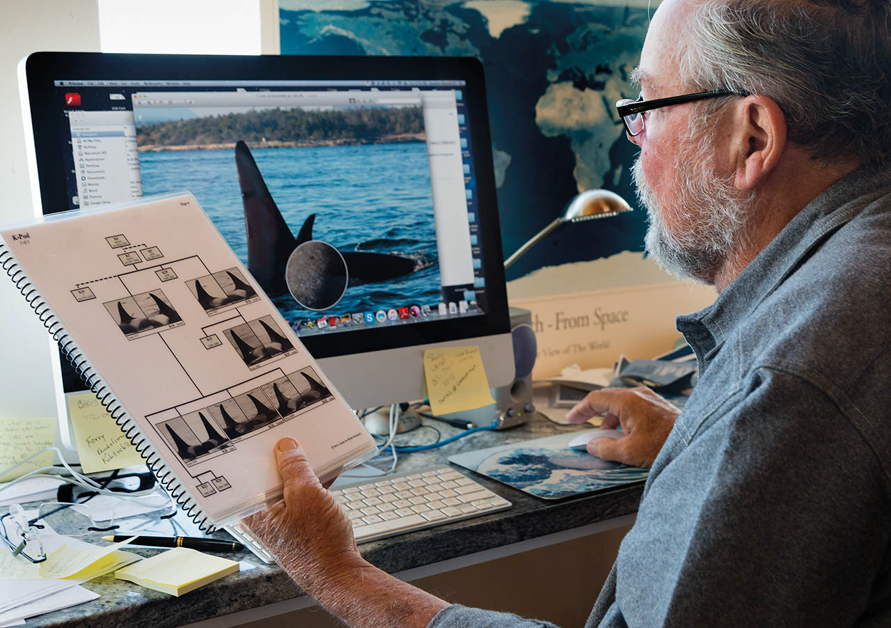 Dr. Balcomb identifies each whale by its dorsal fin and saddle patch.