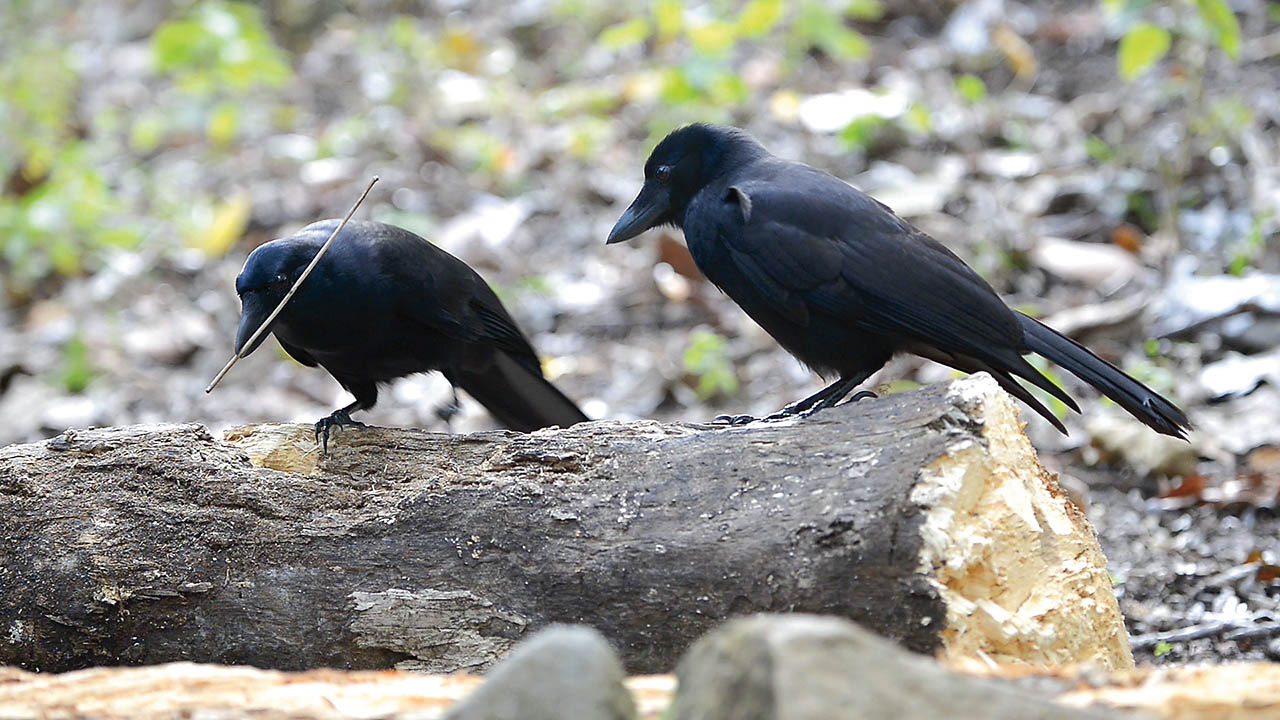 A young crow watching and learning.
