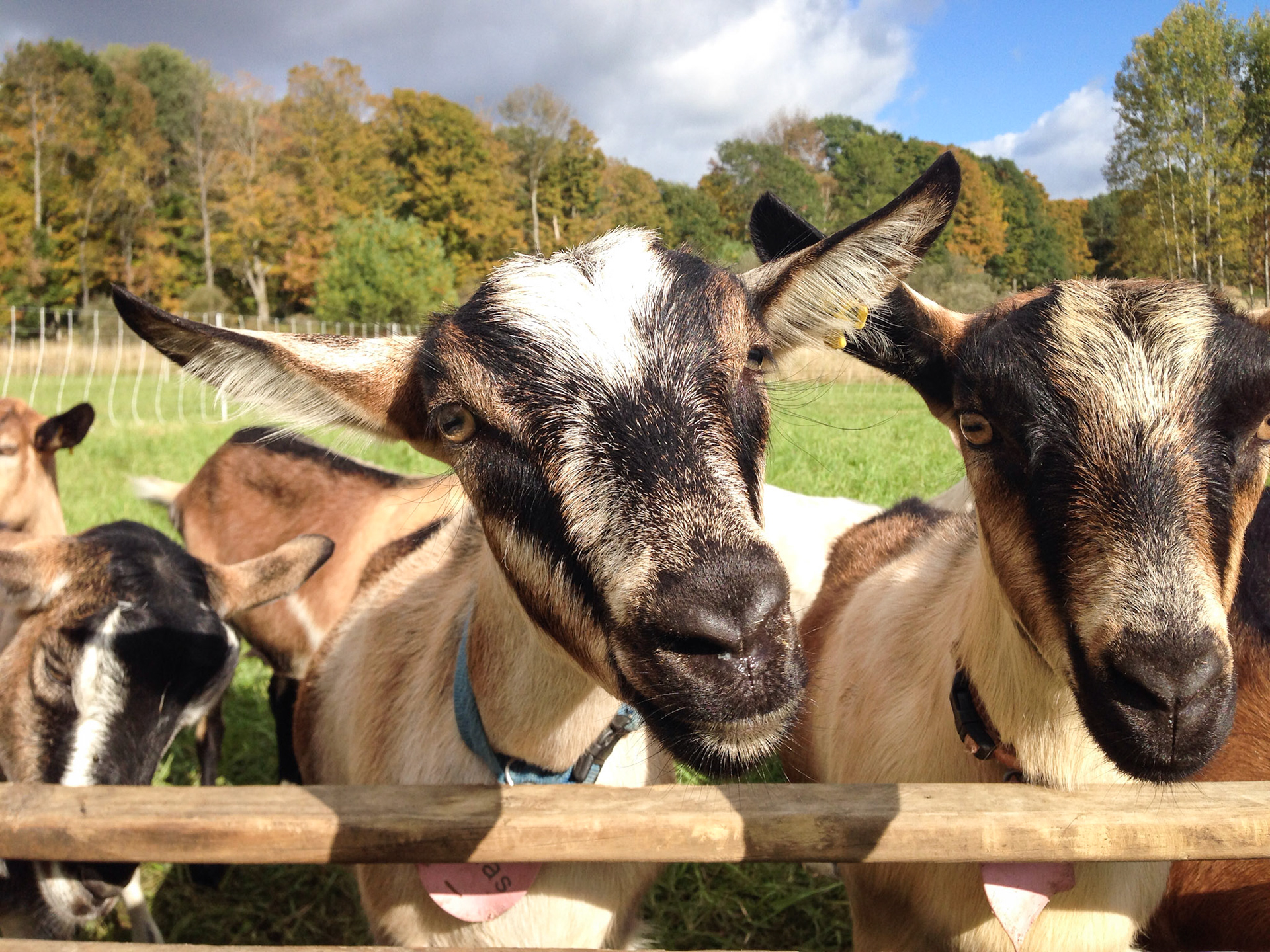 6-month-old female goatlets at Fat Toad Farm, Brookfield, VT