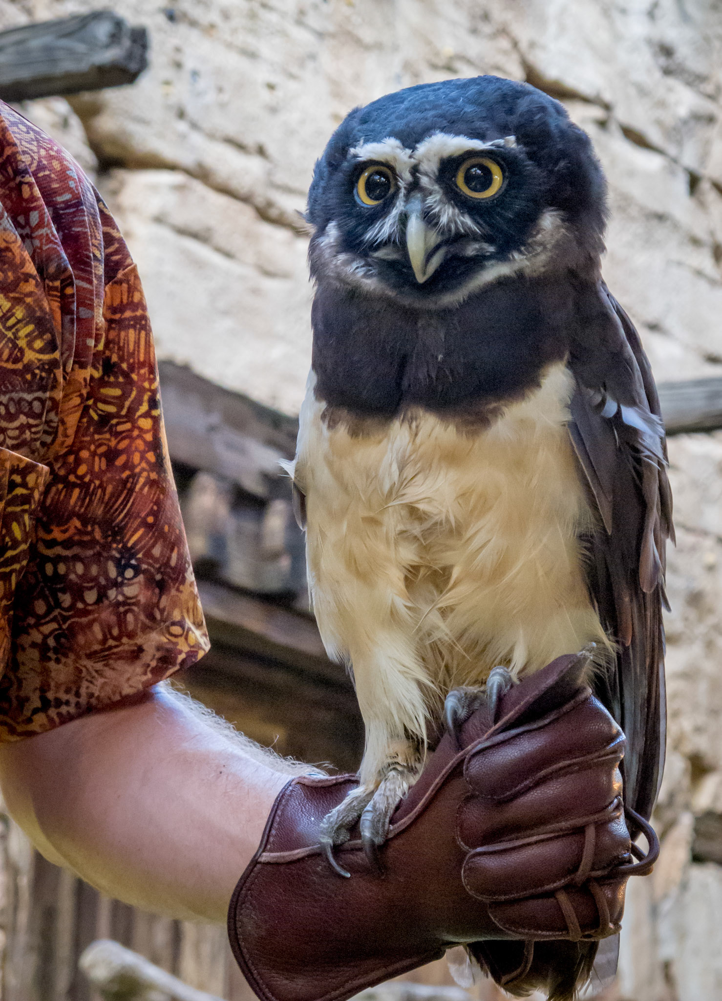 Birds of Flight (Spectacled Owl)