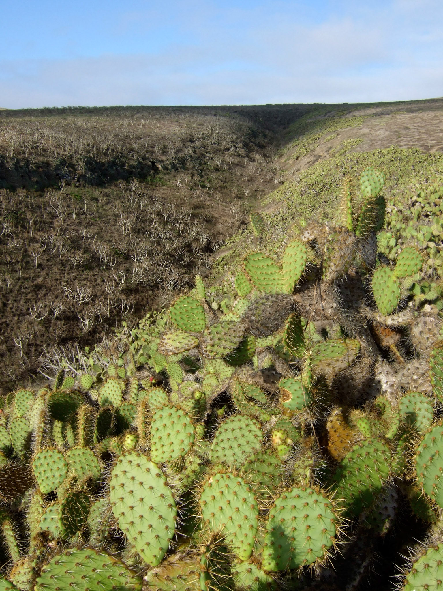 Lots of cacti