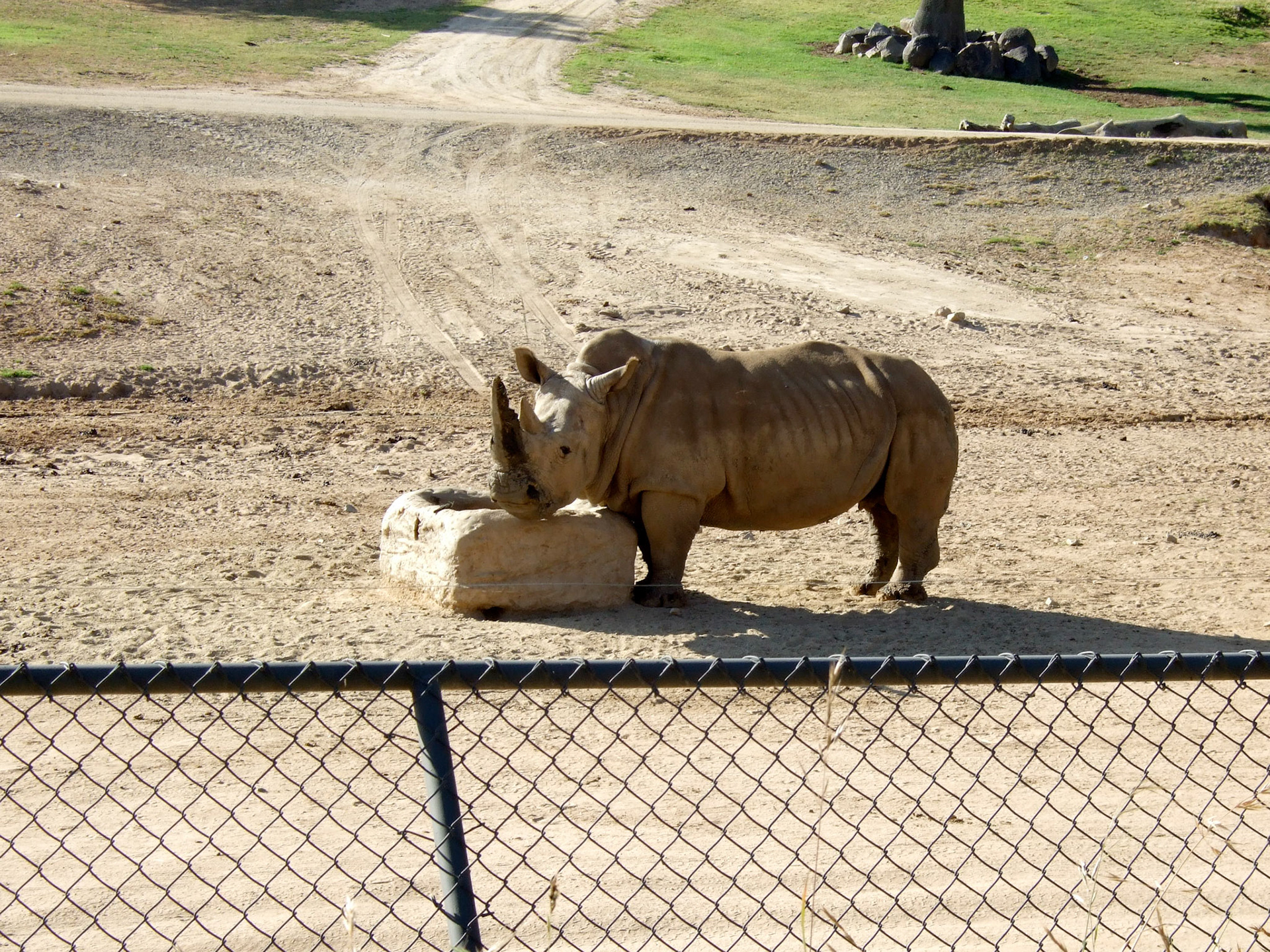 Either a North or South African Rhinoceros