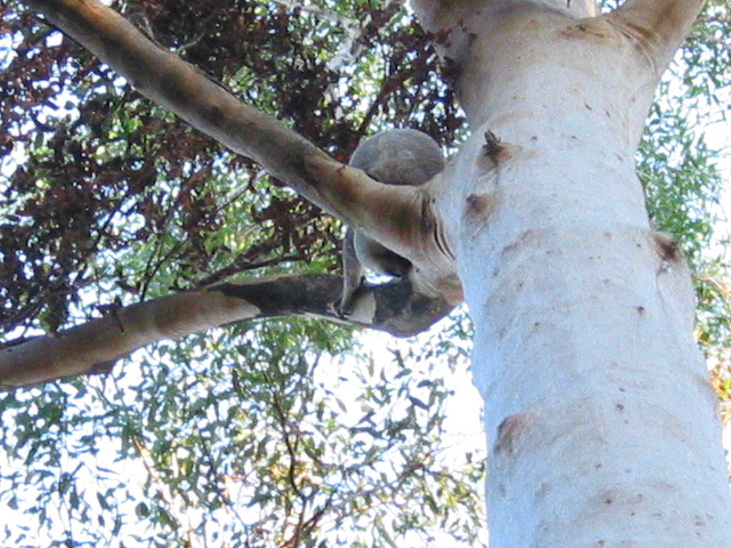 Wild koala in the tree!