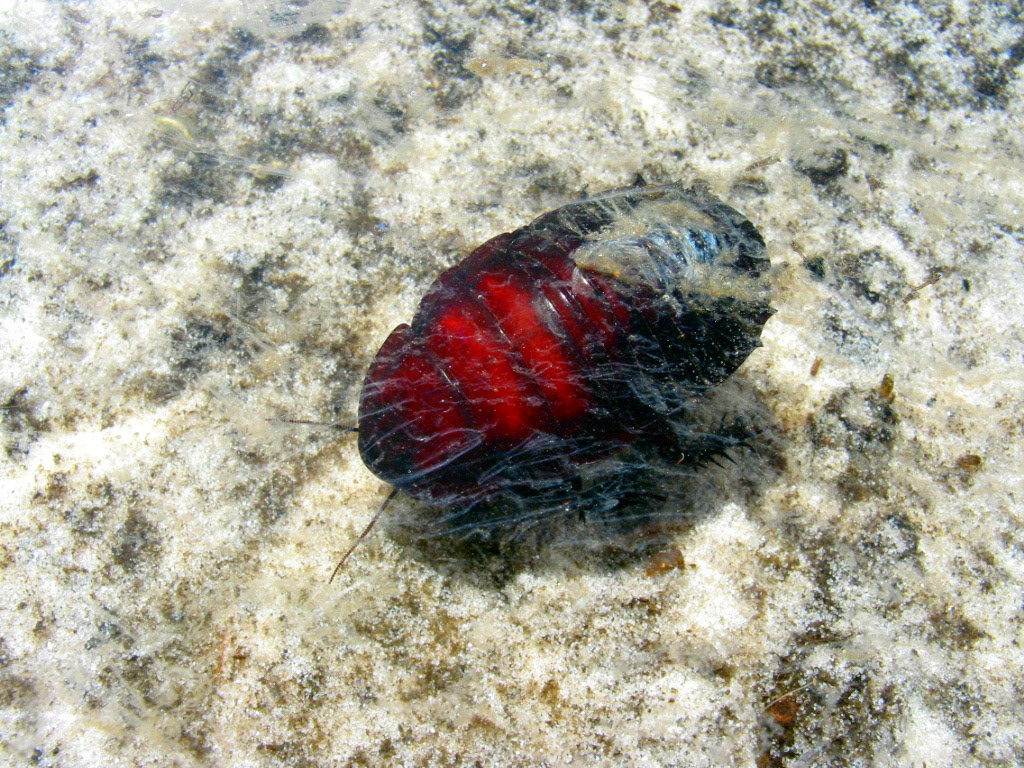 A gigantic dead bush cockroach