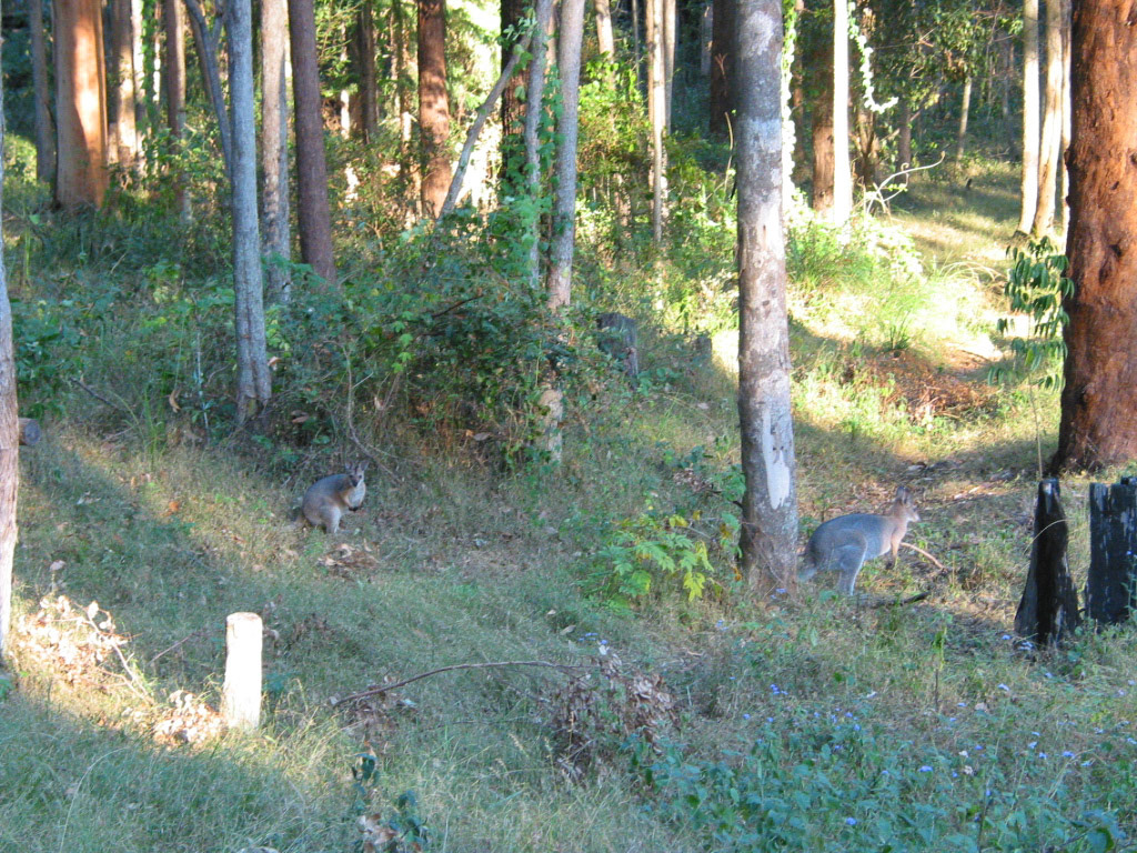 Wild wallaby and joey