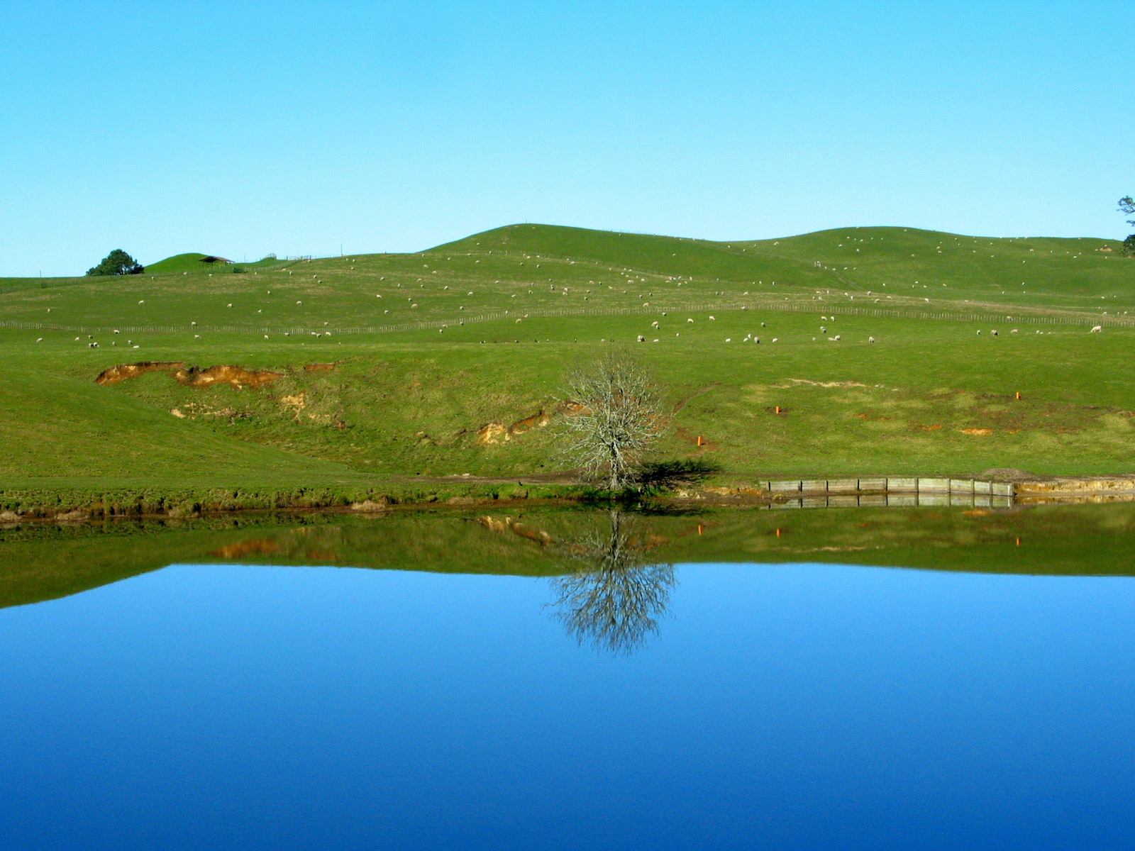Small tree reflected in the lake