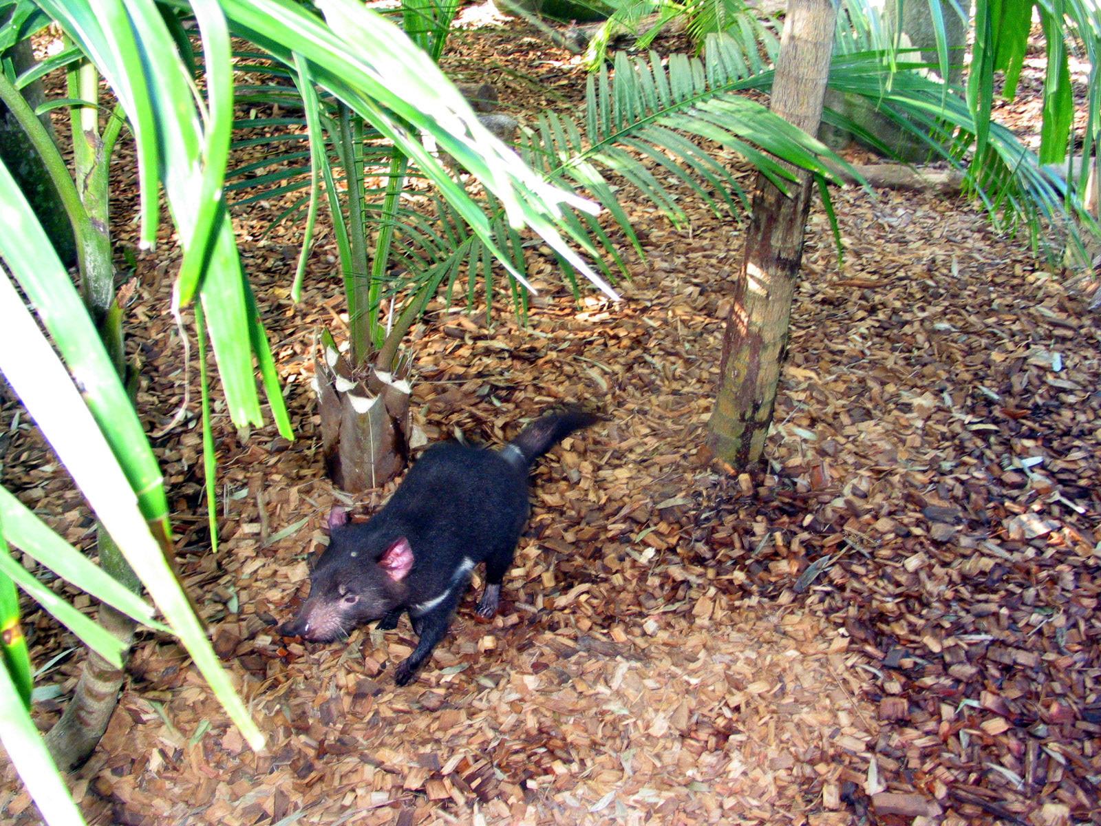 Tasmanian Devil running laps