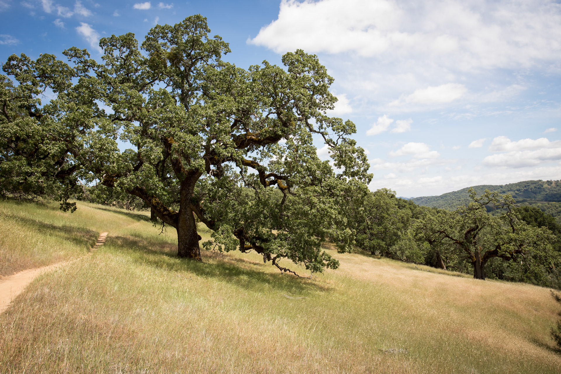 Henry W. Coe State Park