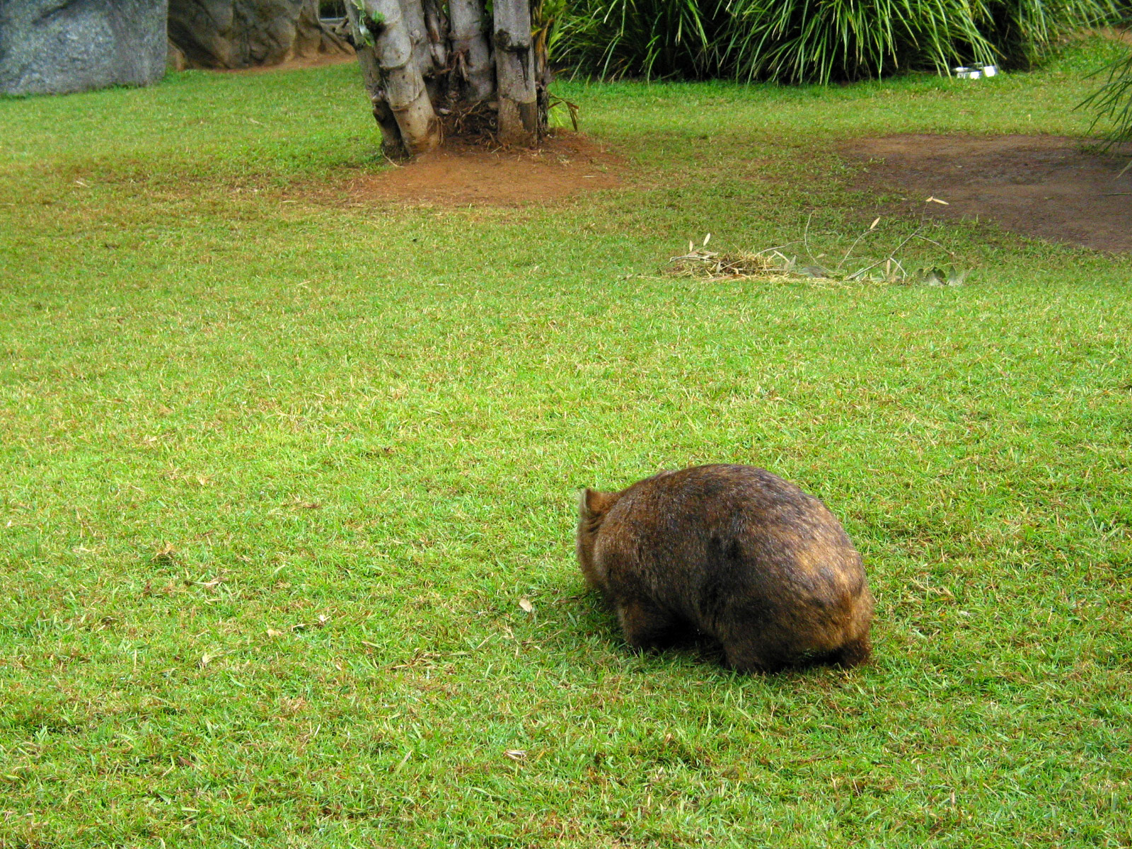Wombat...they waddle when they walk!