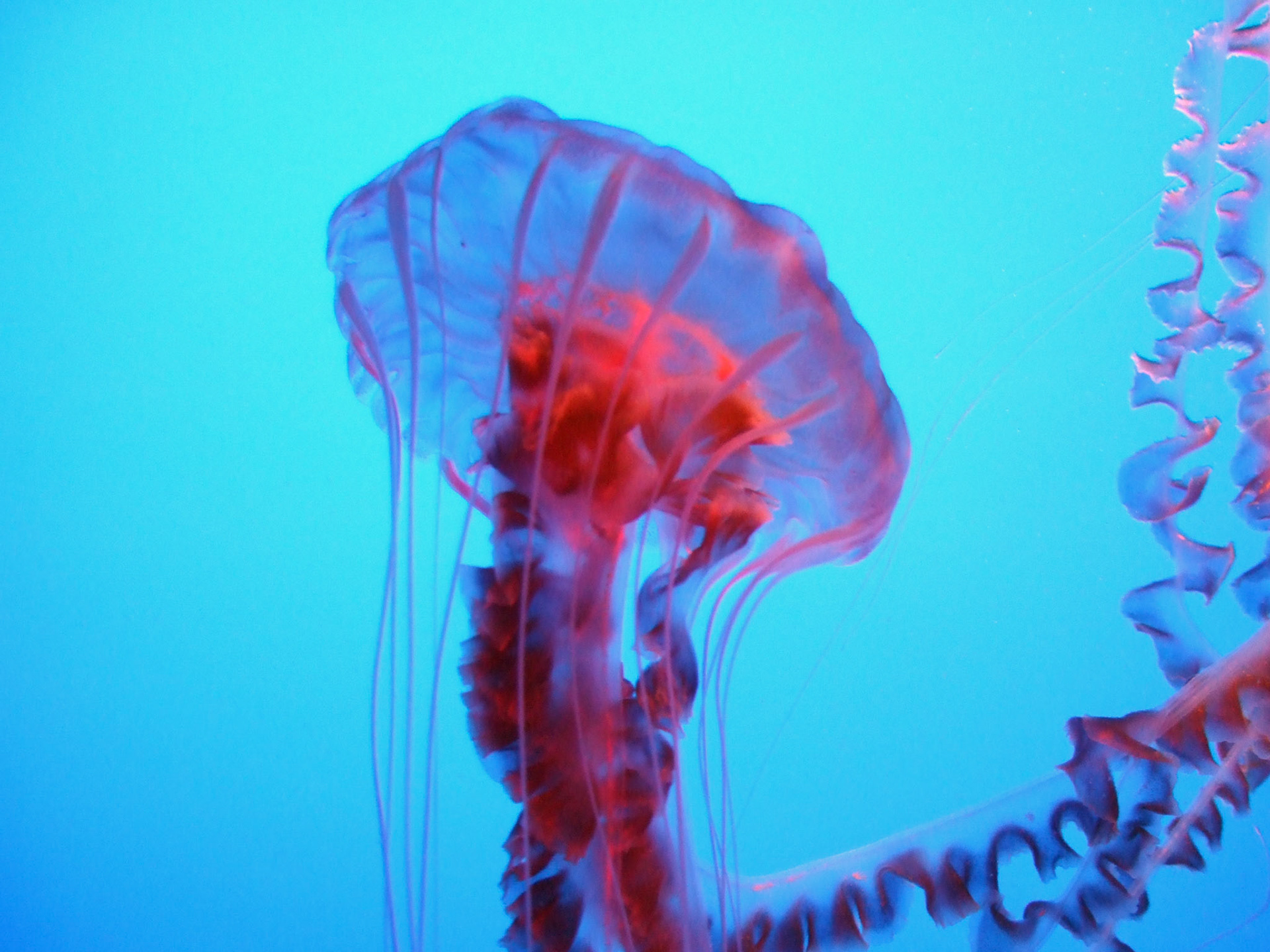A jellyfish at the Monterey Bay Aquarium