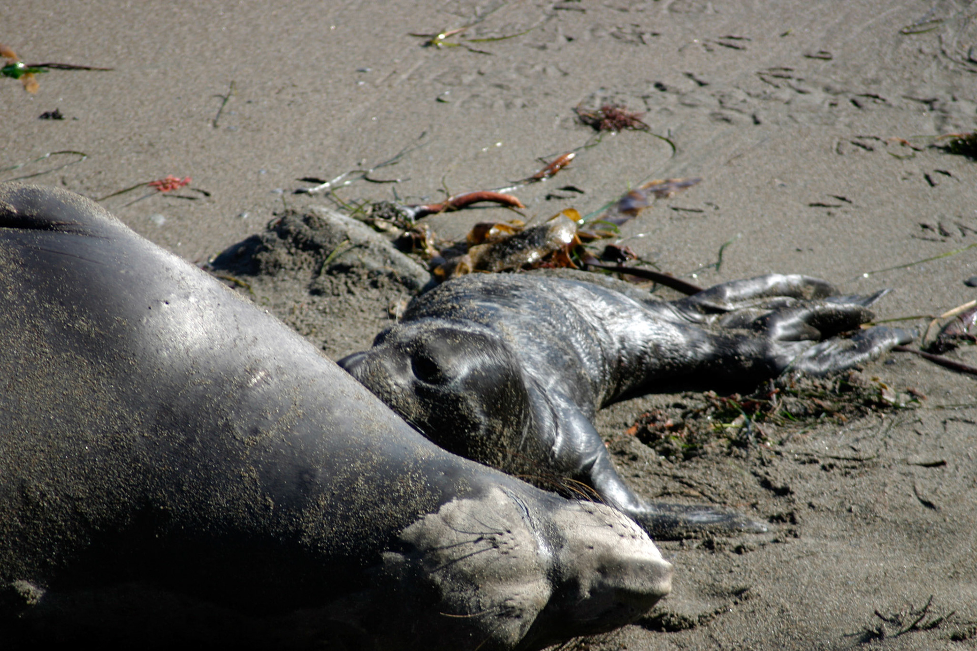 A baby seal with its mother