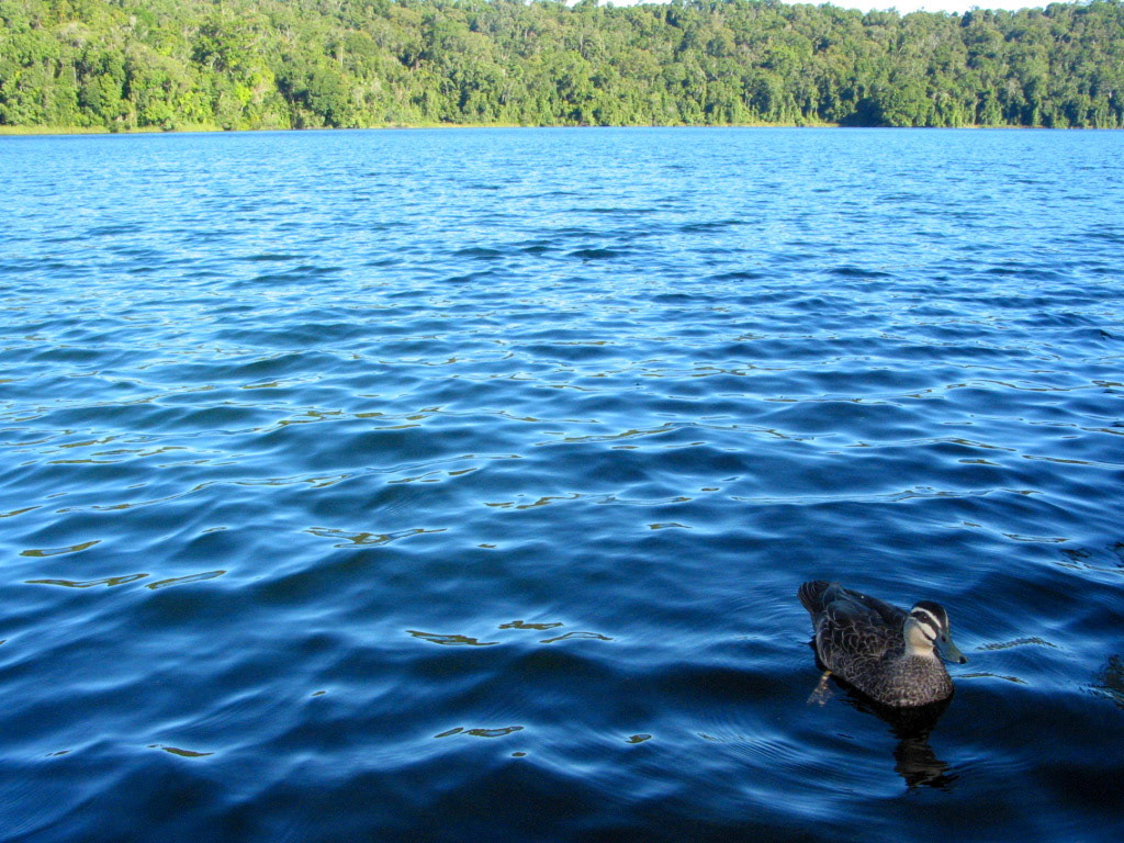 Duck on the lake at the beginning of our river cruise