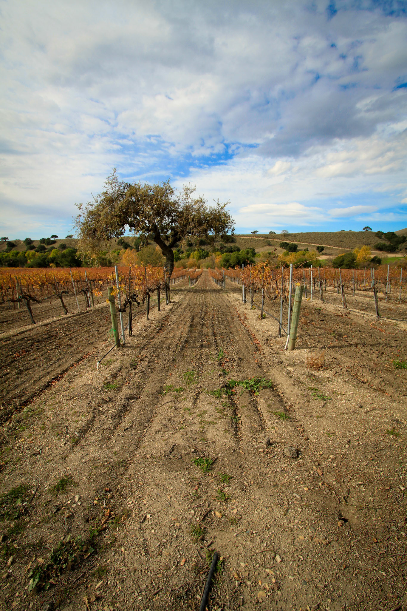 Cambria Winery