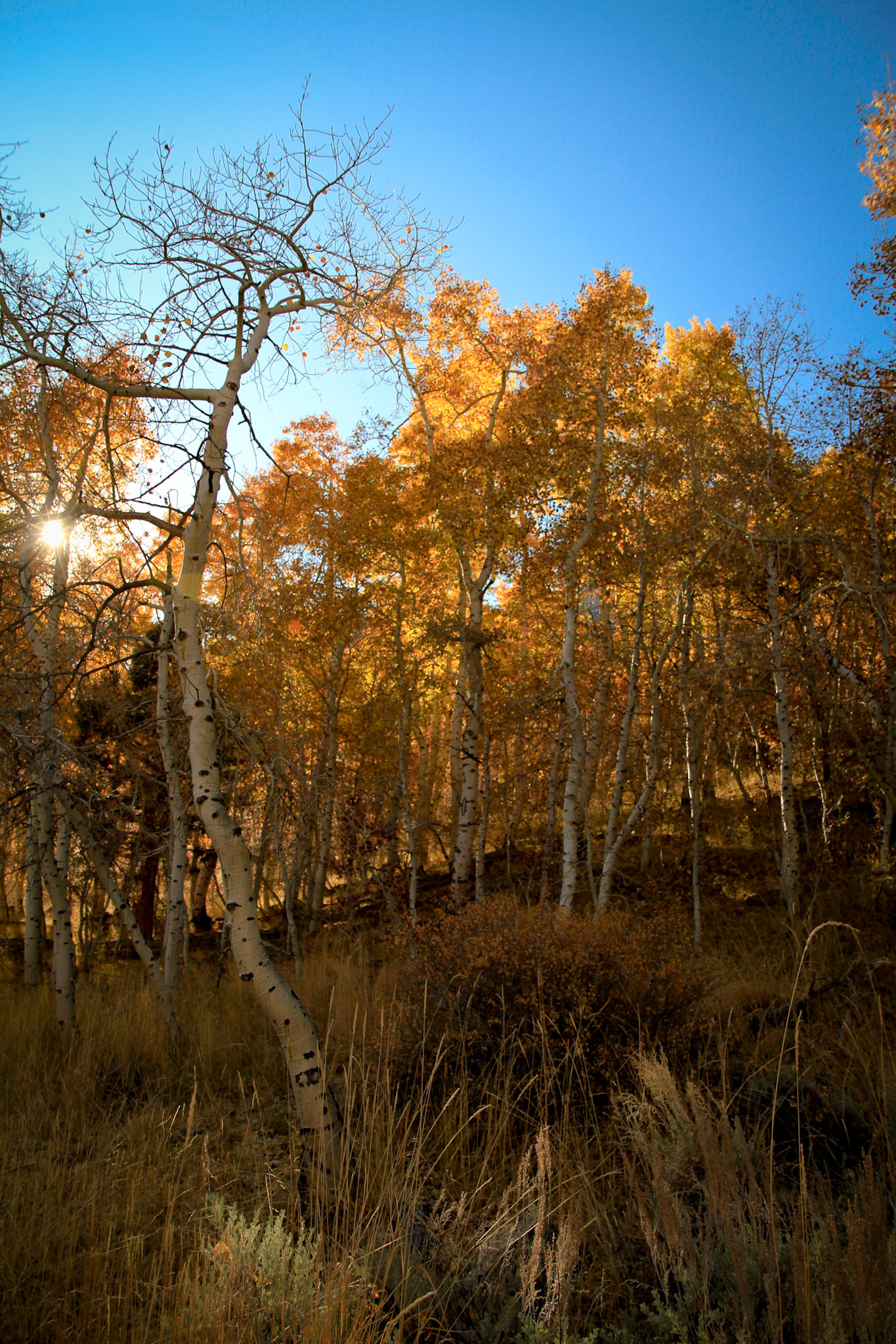 June Lake Loop