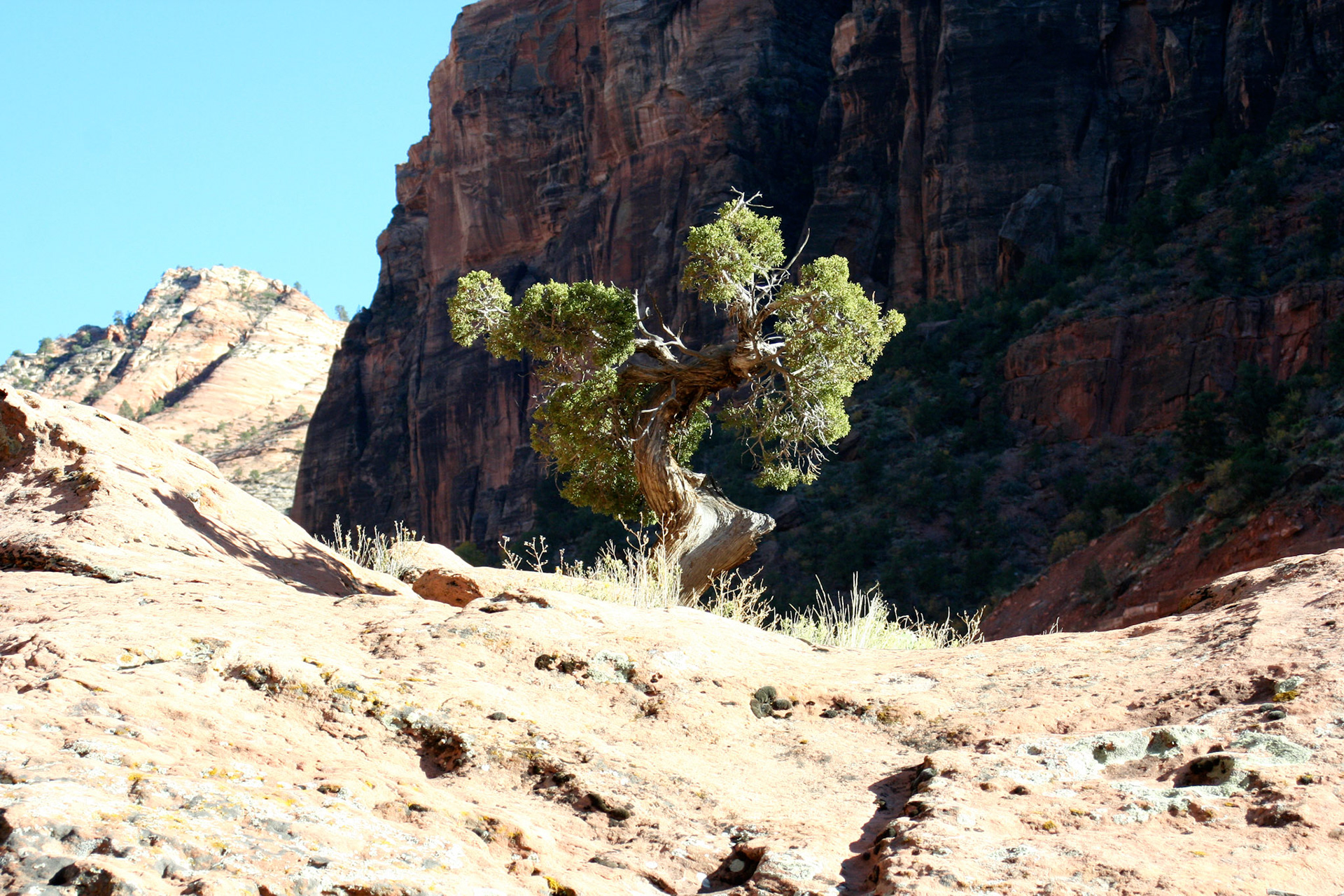 A really cool tree growing on top of a boulder