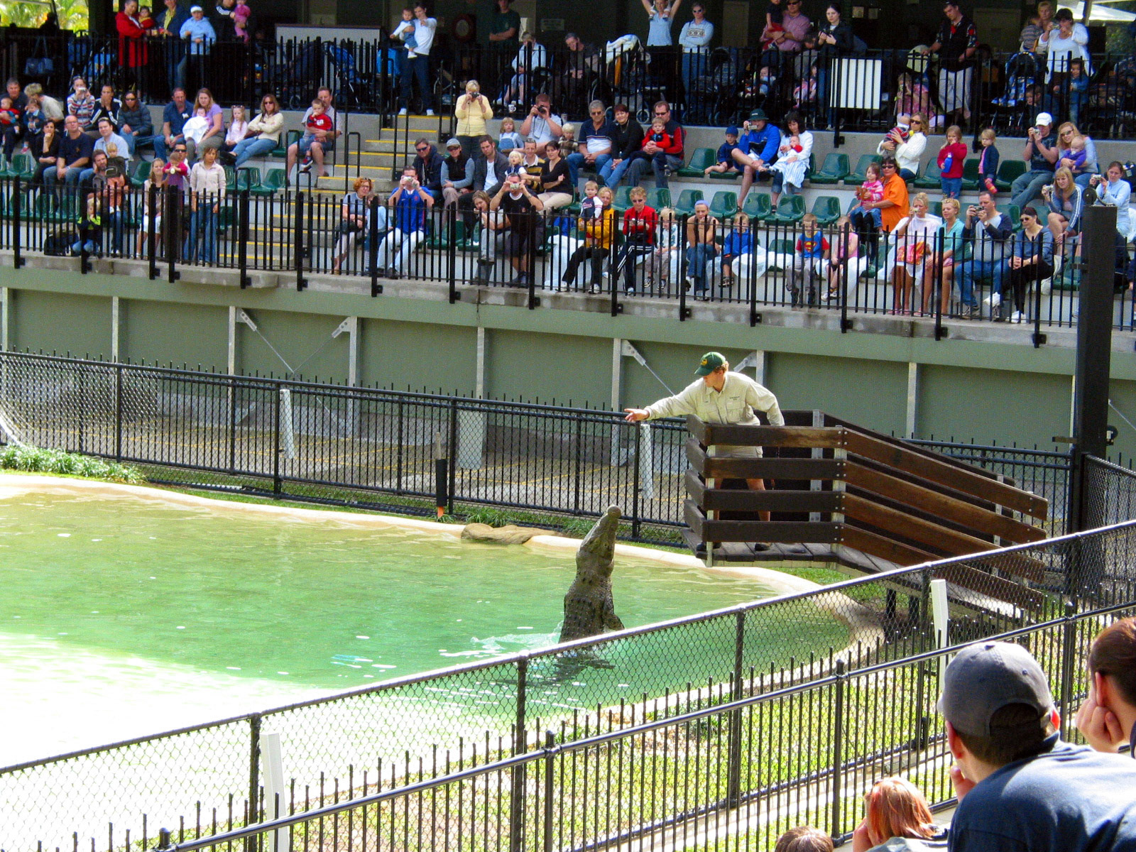 Feeding the crocodiles