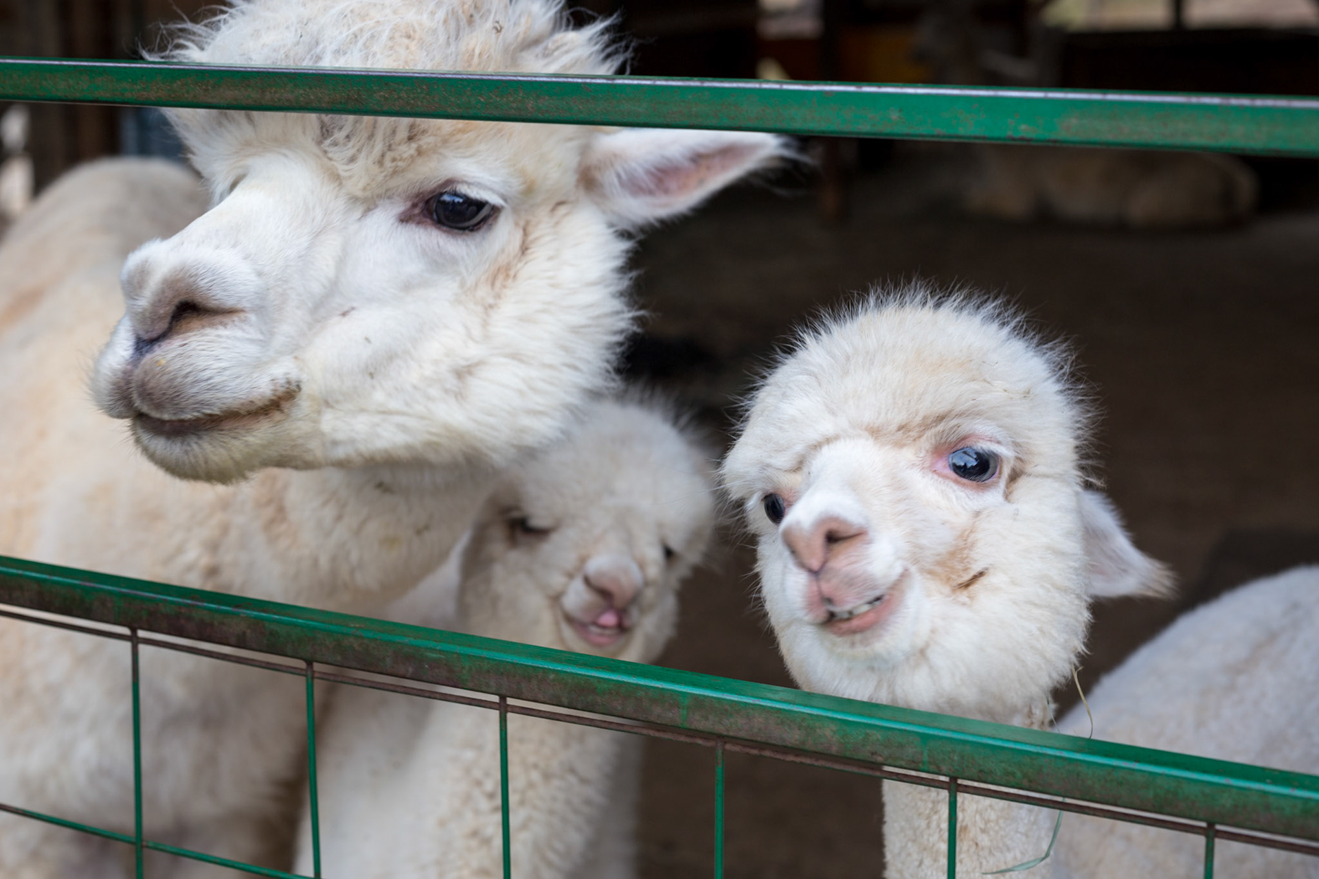 Alpaca farm with new baby alpacas