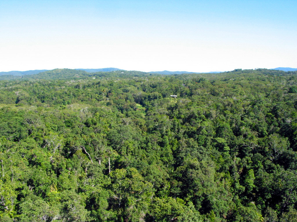 Dense rainforest from the Skyrail
