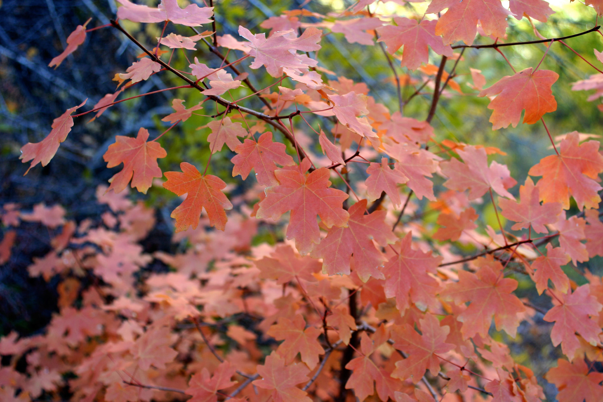 Incredible fall colors on our hike to the Weeping Rock