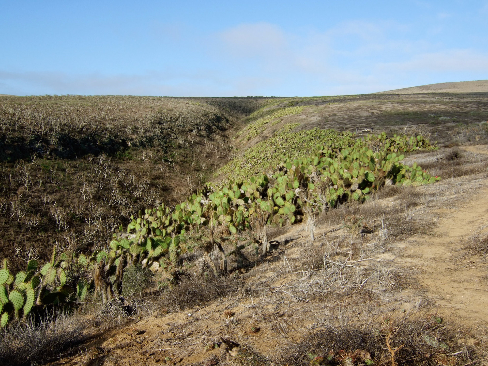 A ravine running through the island filled with cactus and trees
