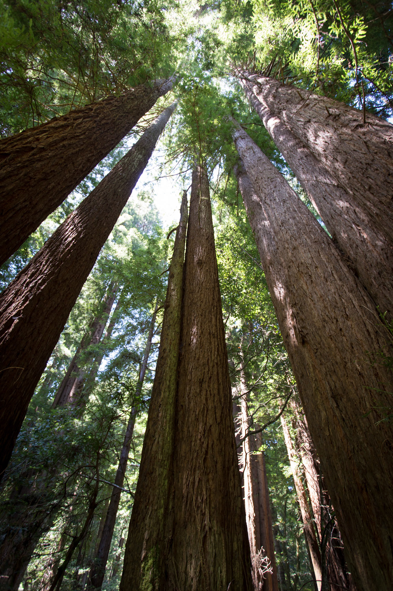 Navarro River Redwoods State Park
