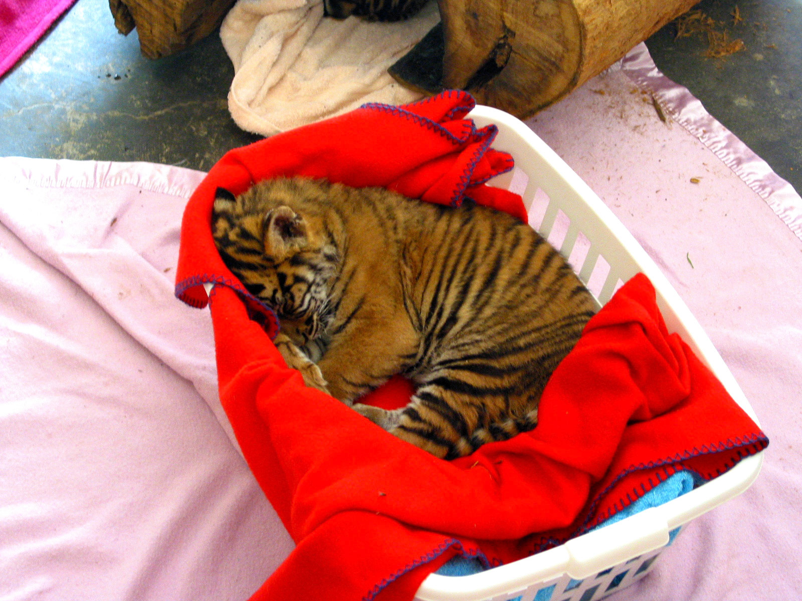 One of two baby tiger cubs