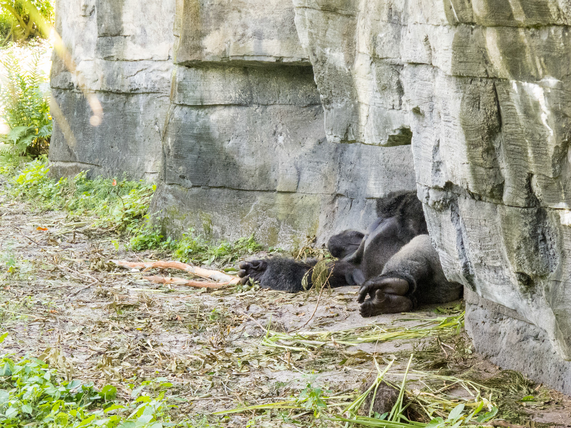 Gorilla Falls Exploration Trail