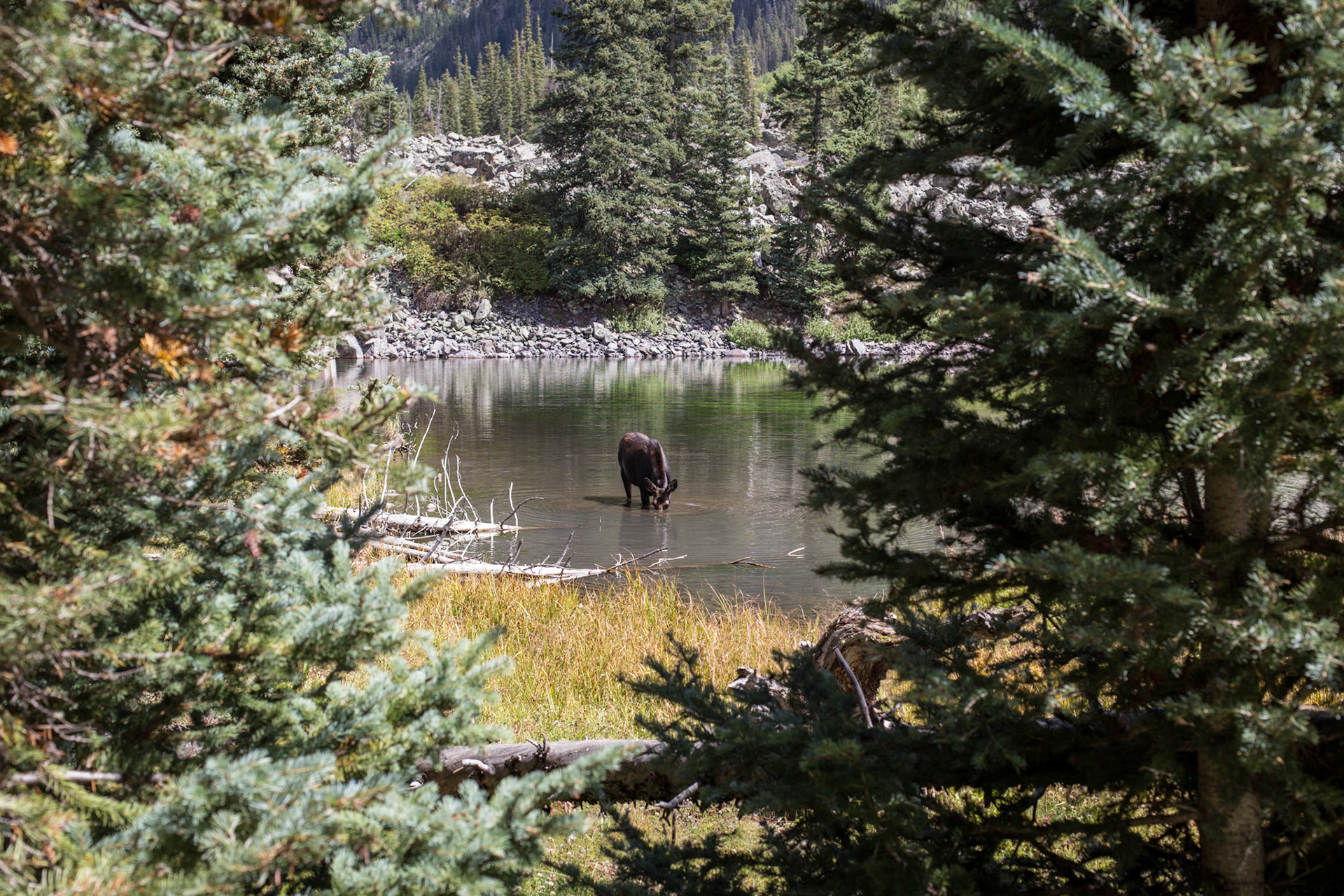 Beautiful female moose