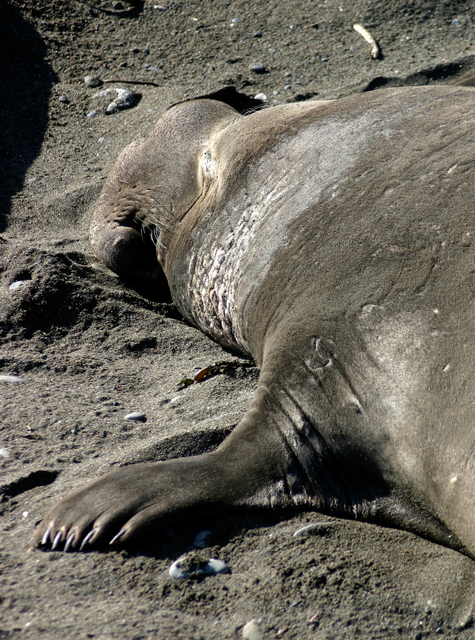 Elephant Seal fingernails!