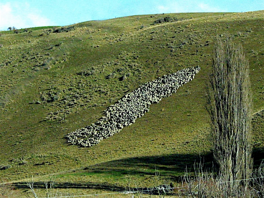 We watched sheepdogs herd sheep