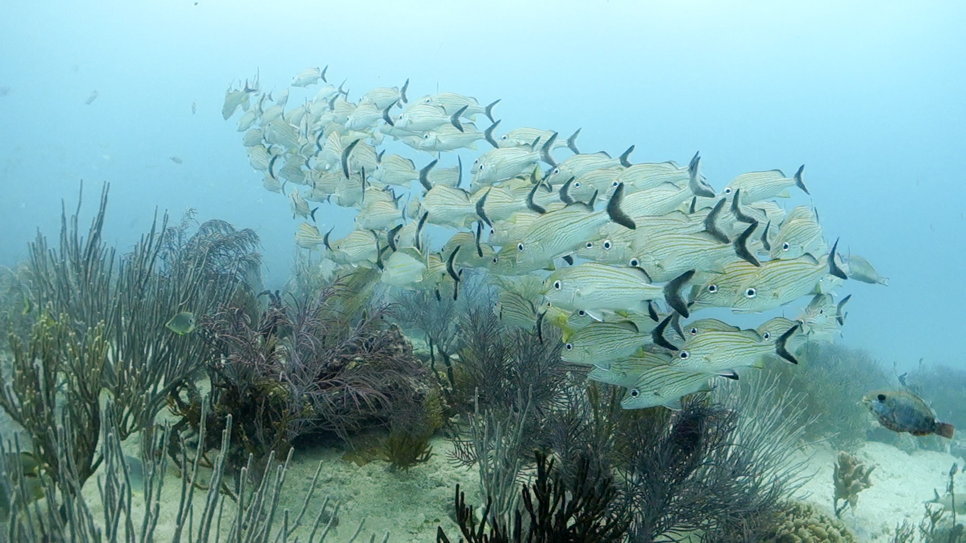 (Photo taken by SCUBA photographer)