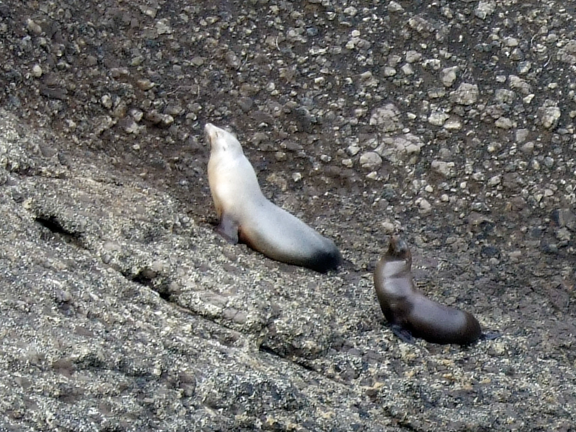 Adult seals taking it easy on the hillside while the young seals played with us