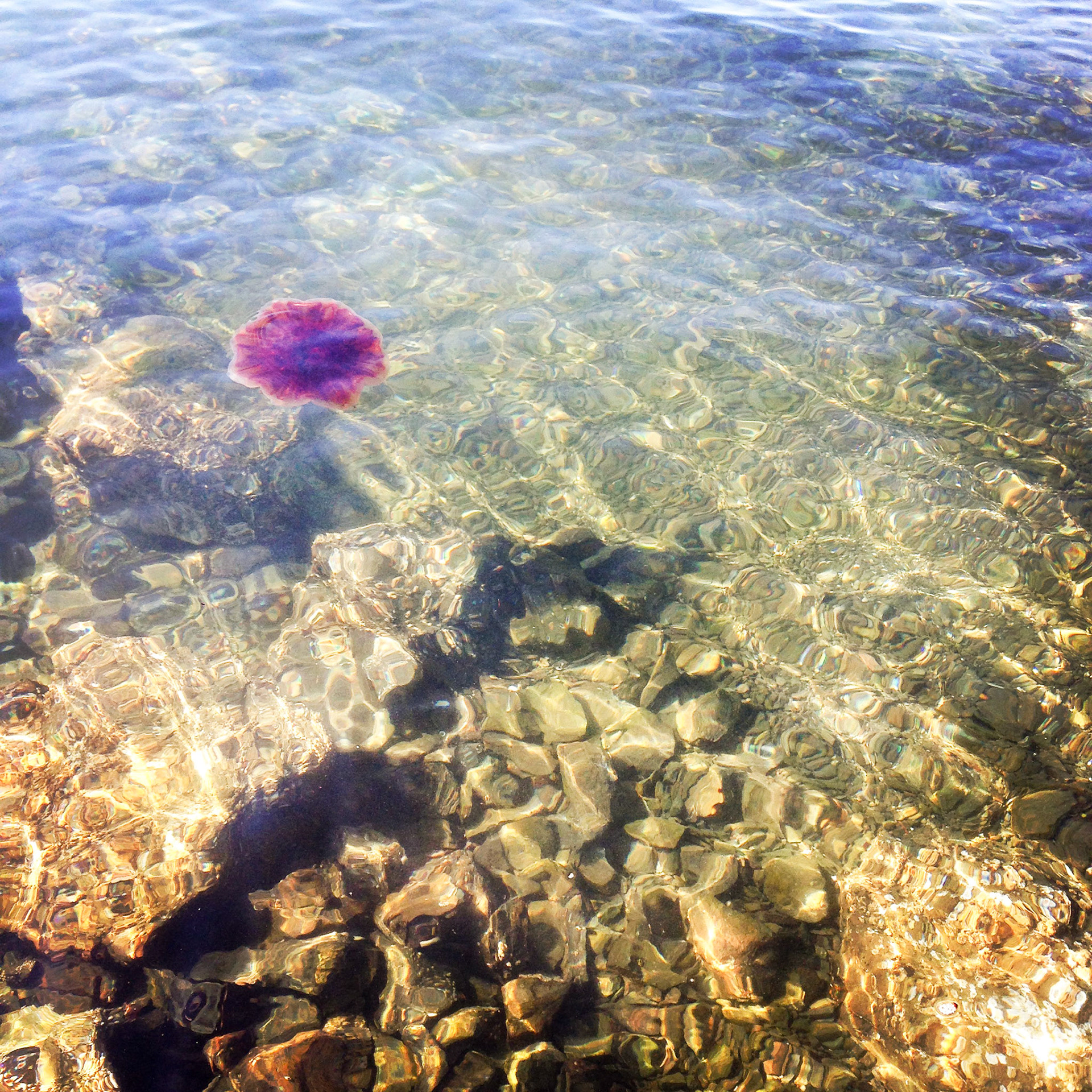 Jellyfish!