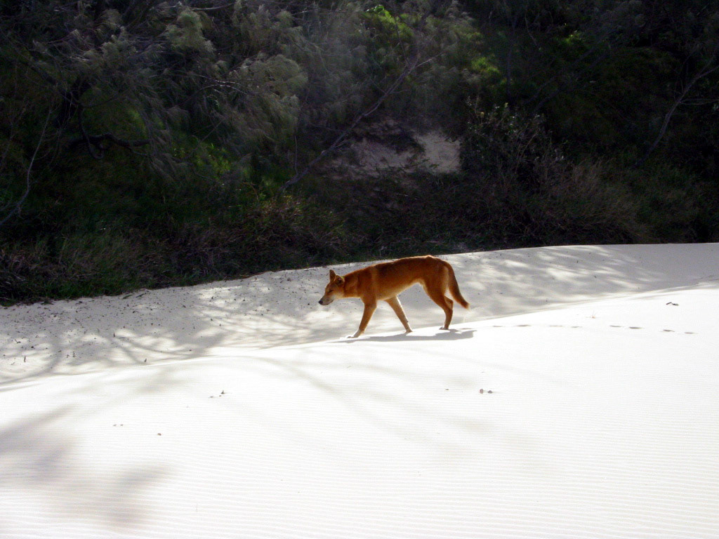 Wild Dingo