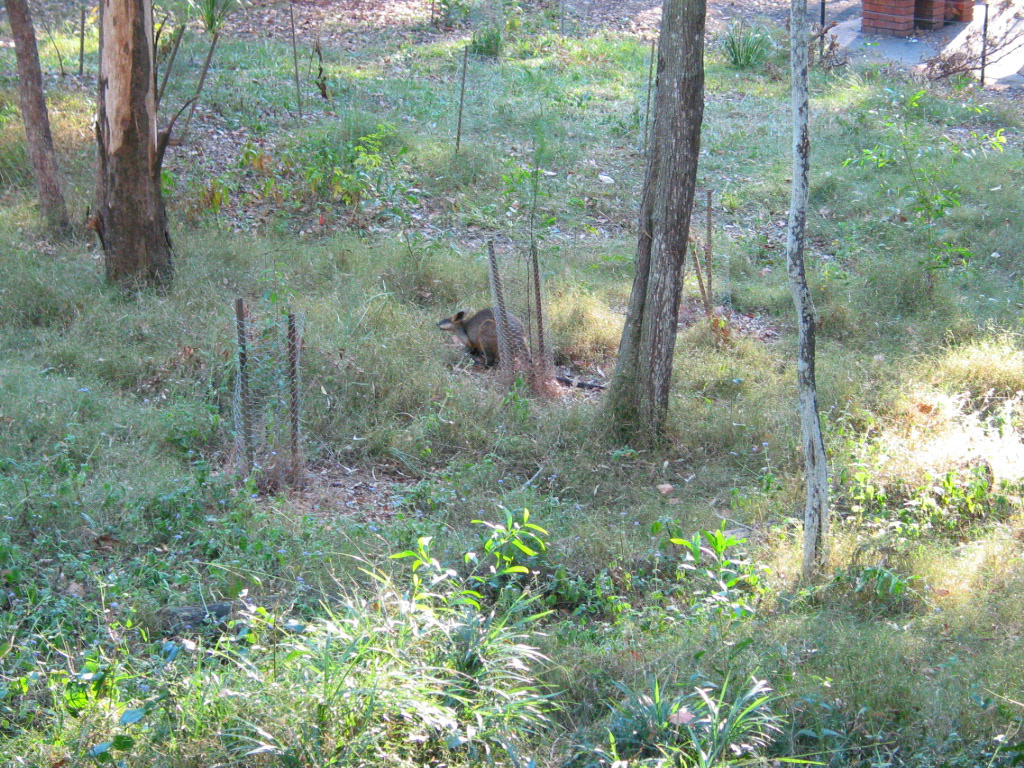 Wild wallaby