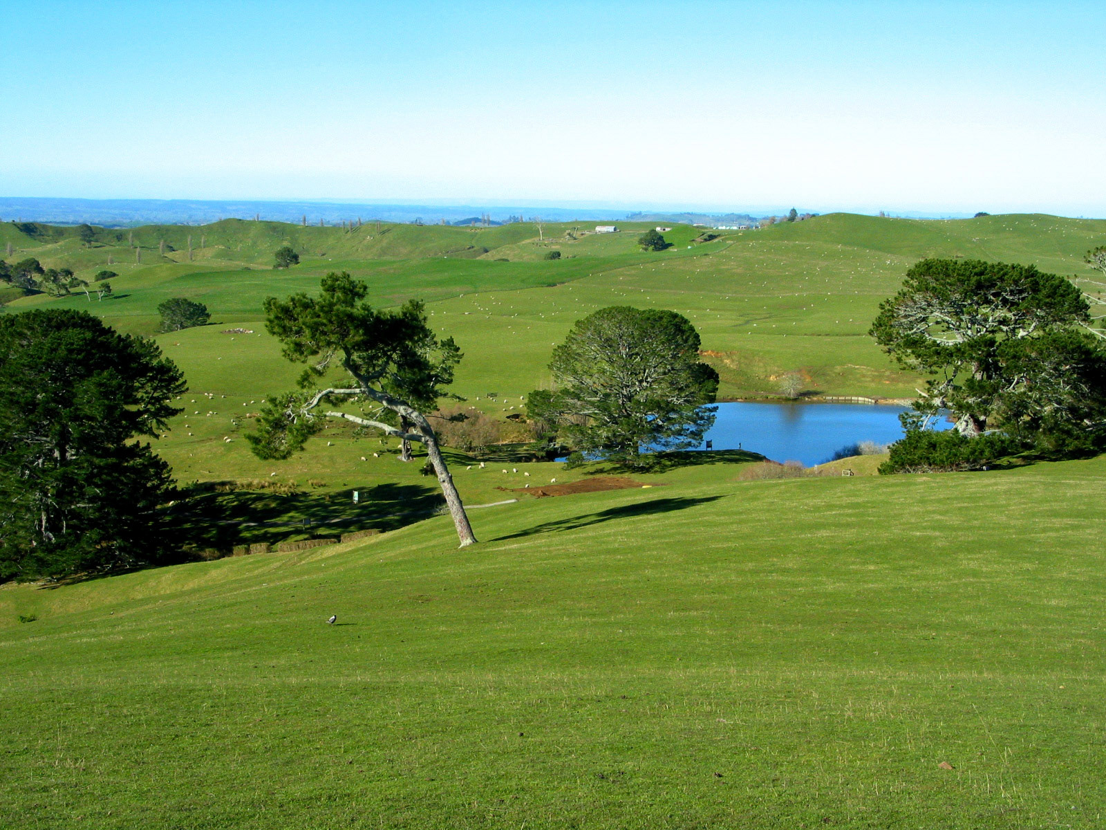 View of the lake (the Party Tree is on the immediate left-hand side of the lake)