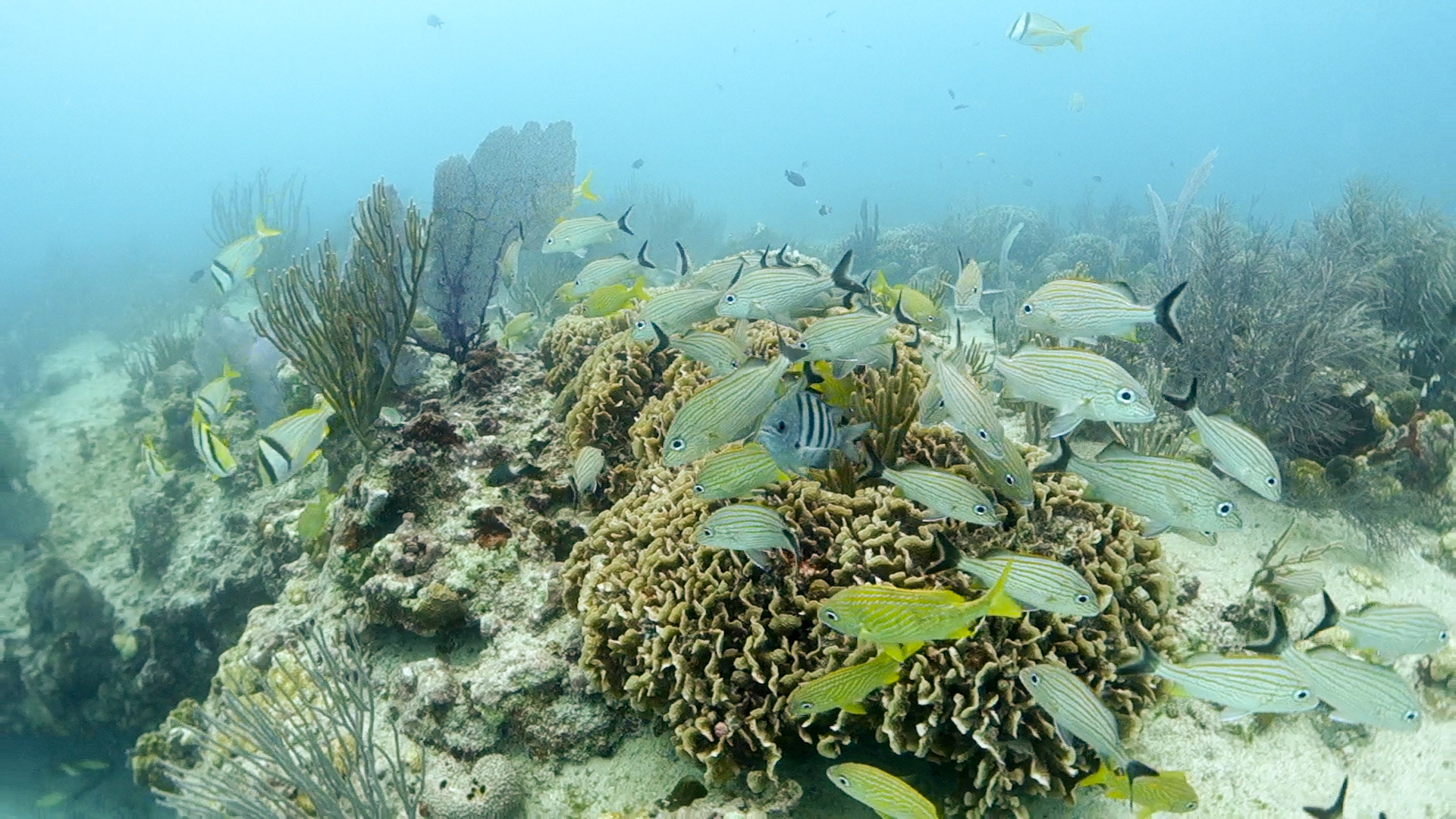 (Photo taken by SCUBA photographer)