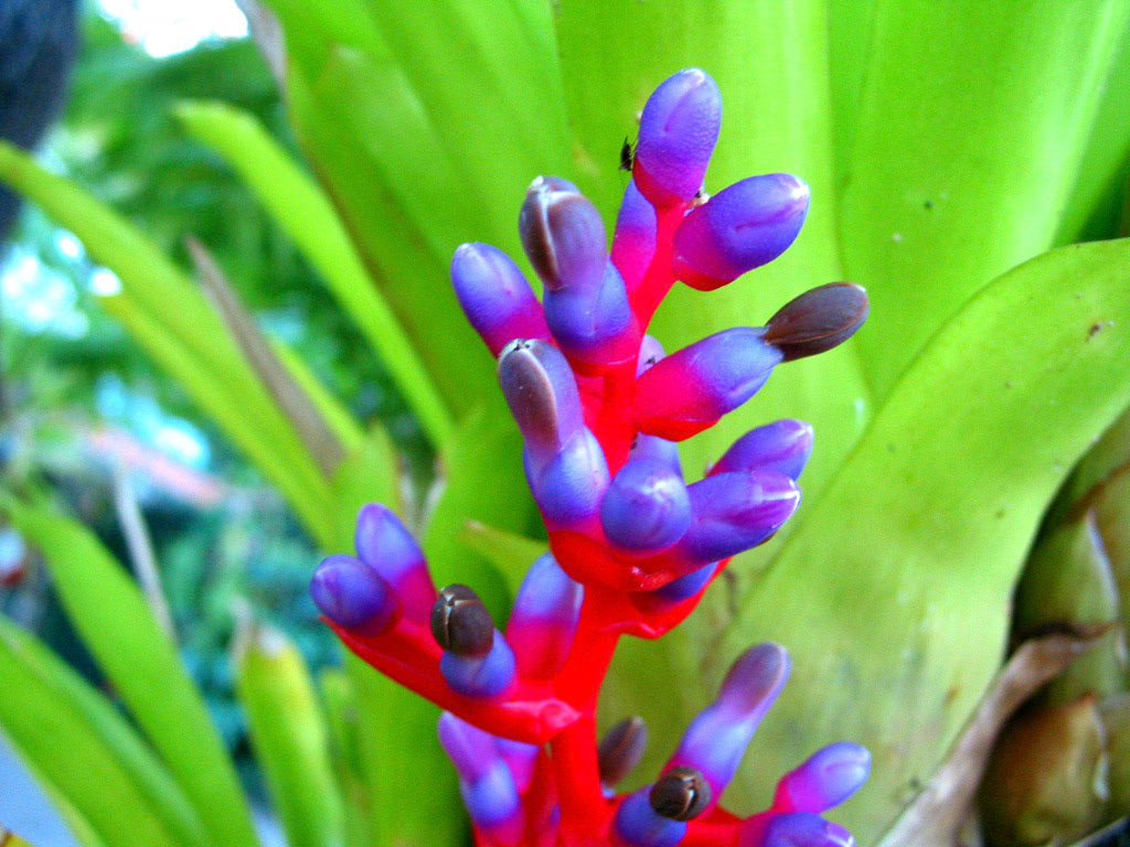 One of the exotic plants near the B&amp;B