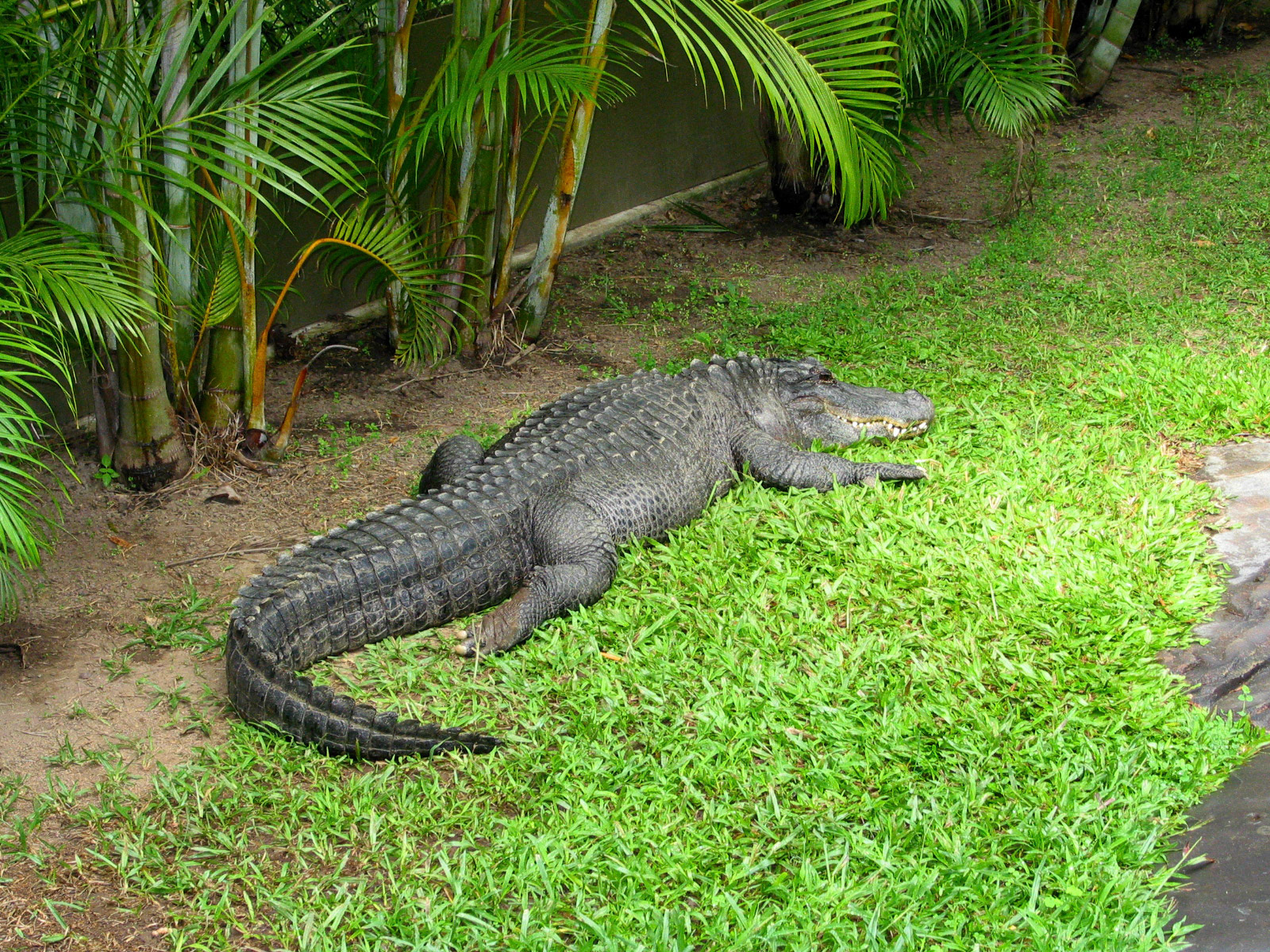 Alligator!