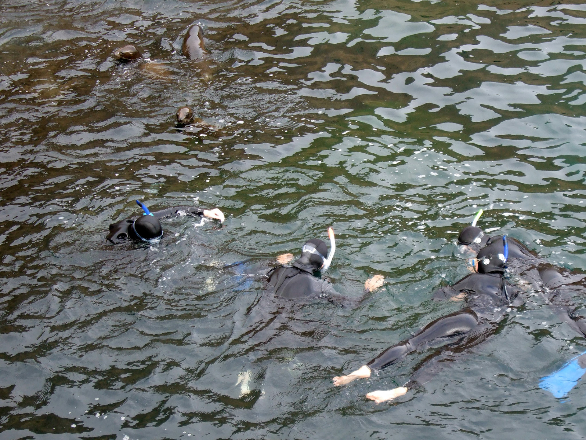 Snorkelers and seals